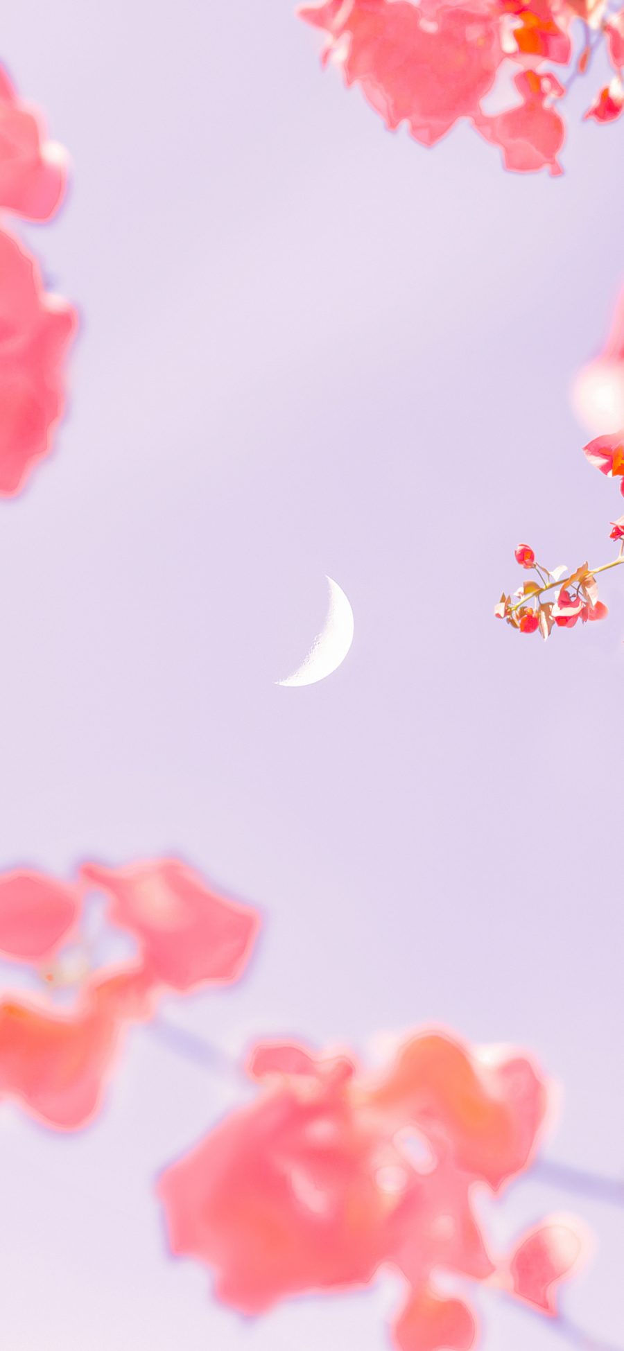 [2436×1125]月亮 粉色 勒杜鹃 鲜花 枝头 月牙 苹果手机壁纸图片