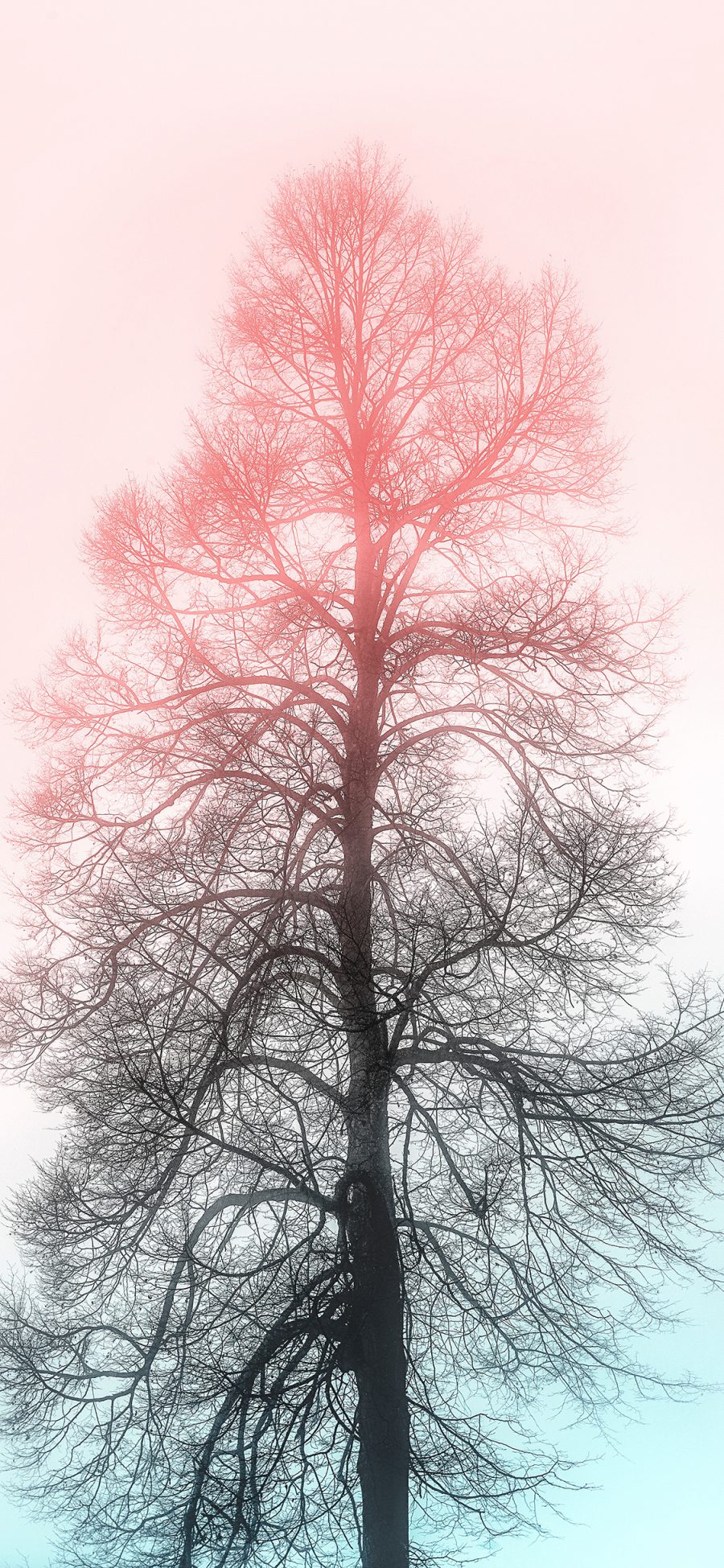 [2436×1125]树冠 松叶林 天空 渐变 唯美 苹果手机壁纸图片