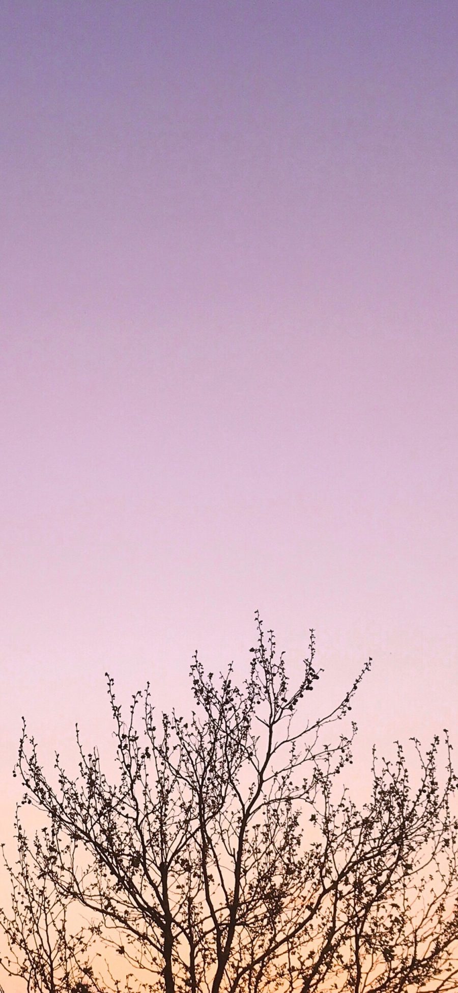 [2436×1125]树冠 枝叶 枯萎 天空 渐变 苹果手机壁纸图片