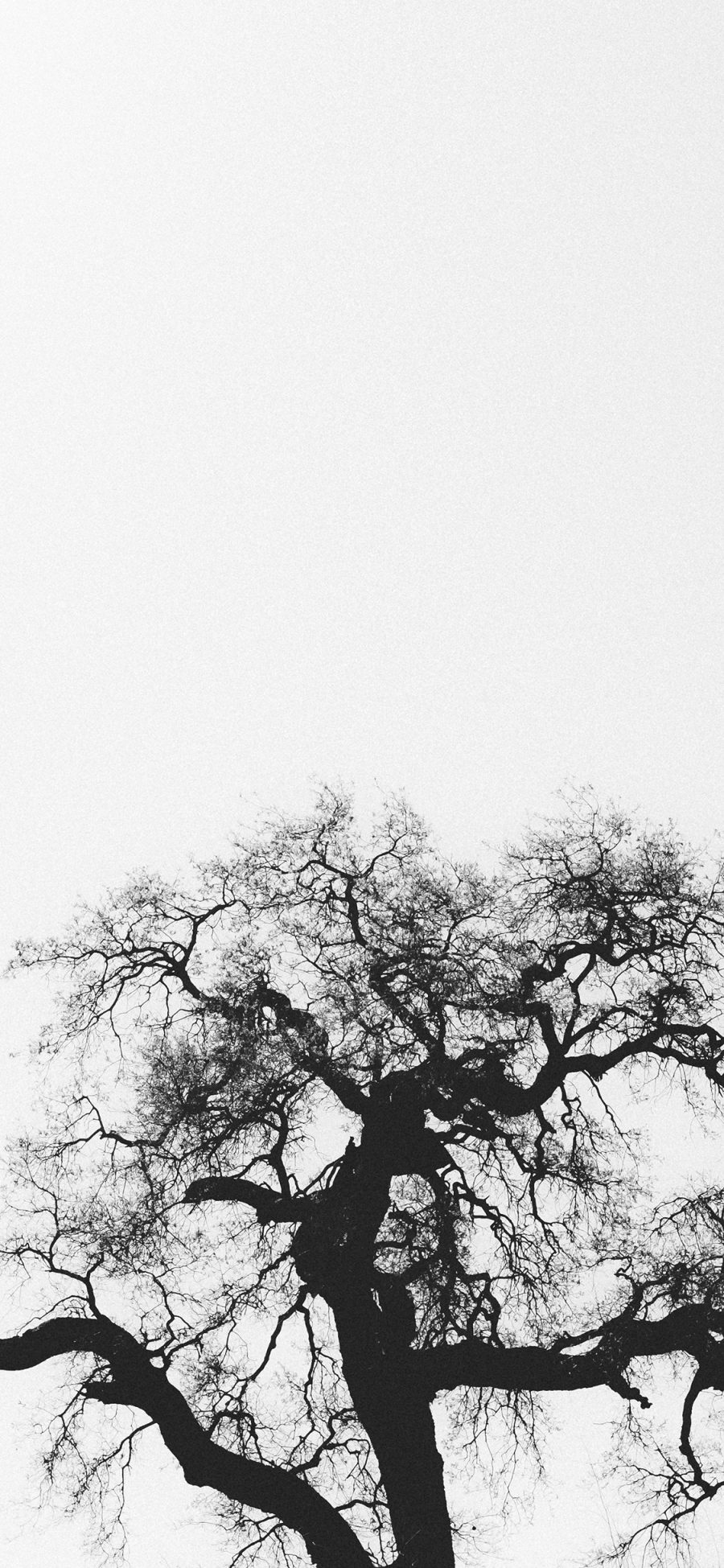 [2436×1125]树冠 黑白 树干 树枝 苹果手机壁纸图片