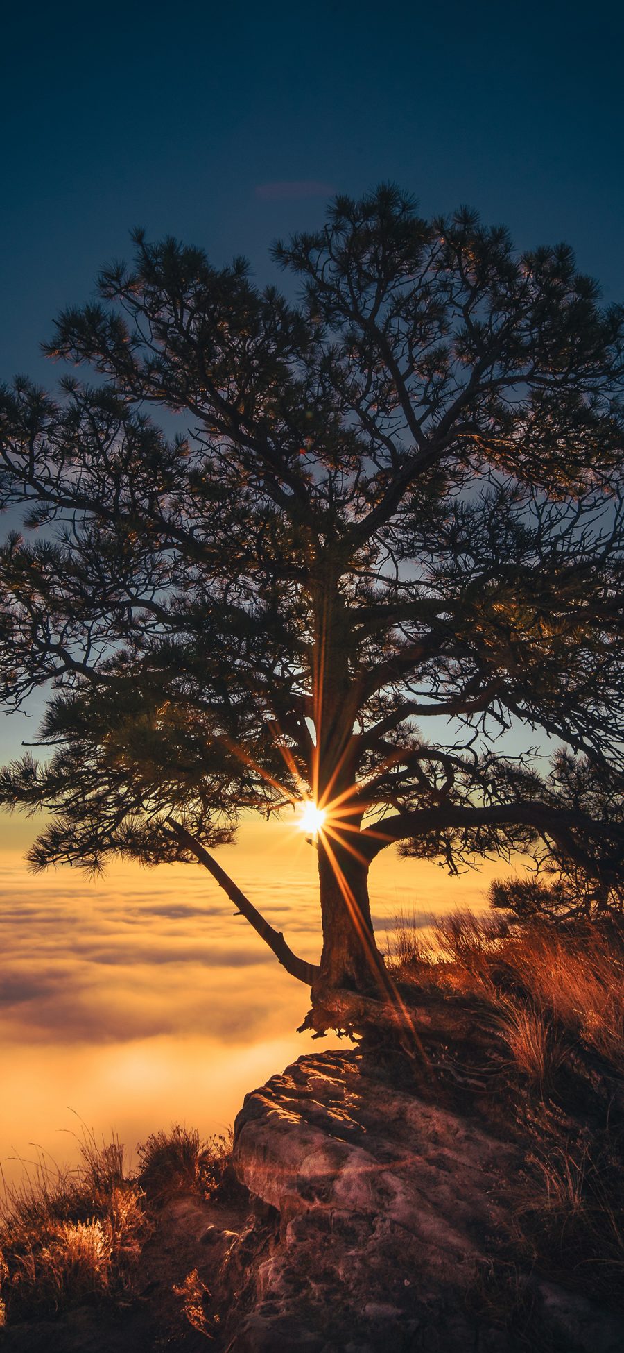 [2436×1125]树木 夕阳 峭壁 云海 苹果手机壁纸图片
