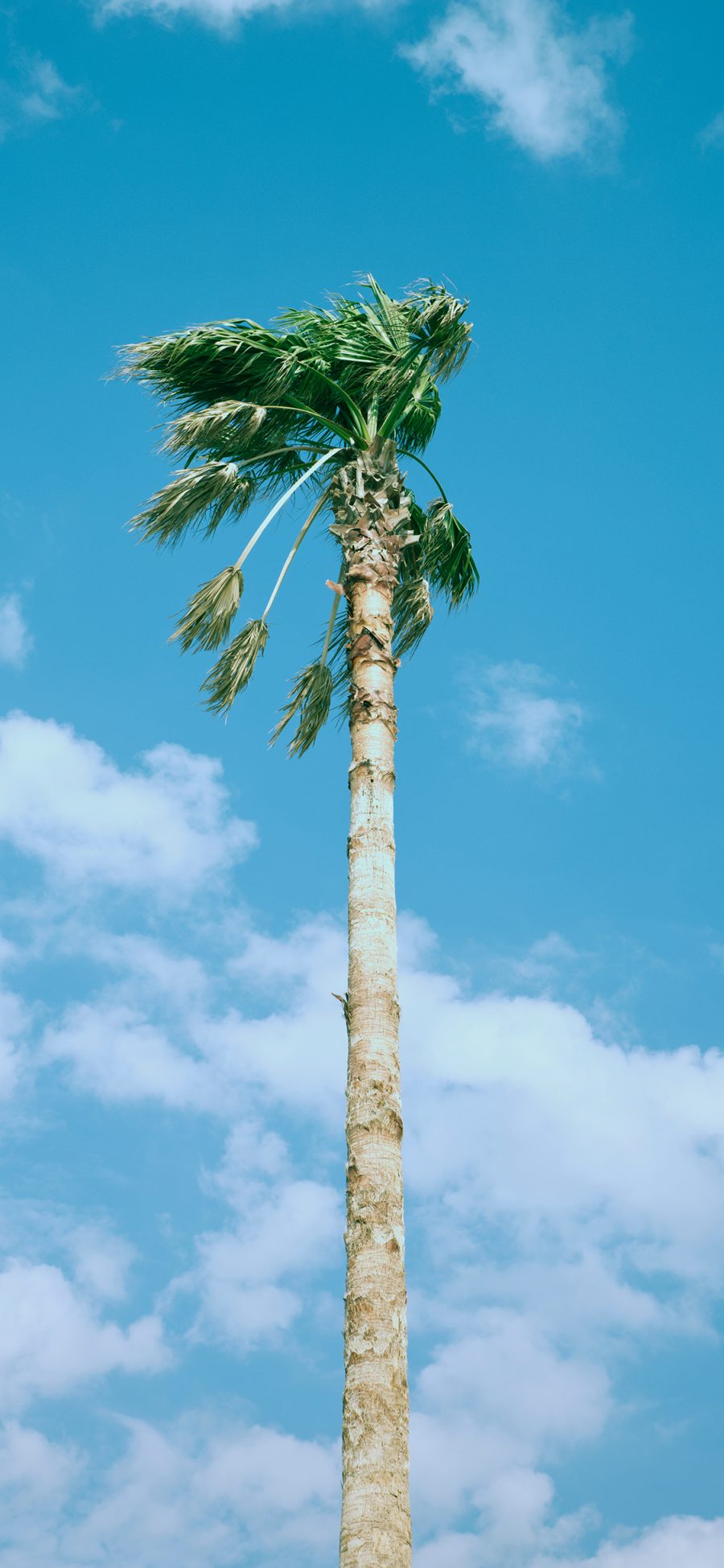 [2436×1125]树木 天空 蔚蓝 椰树 苹果手机壁纸图片