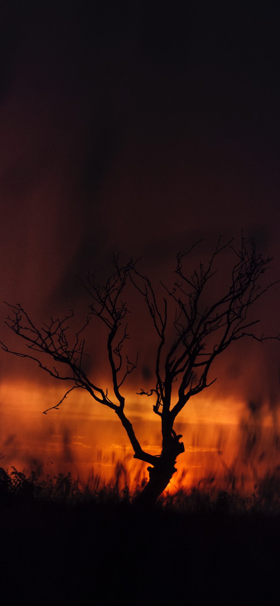 [2436×1125]树木 枯枝 夕阳 晚霞 苹果手机壁纸图片