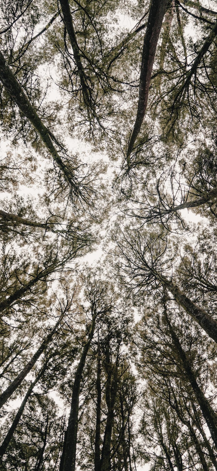 [2436×1125]树木 树林  枝繁叶茂 苹果手机壁纸图片