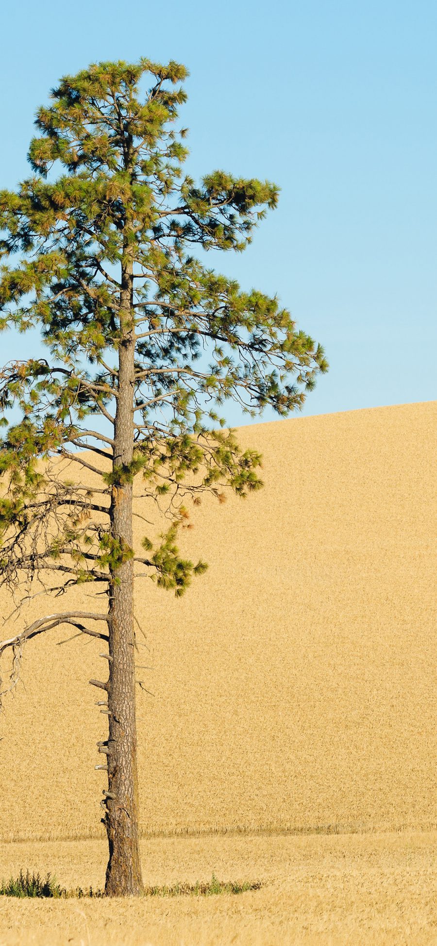 [2436×1125]树木 沙漠 戈壁滩 黄土 苹果手机壁纸图片