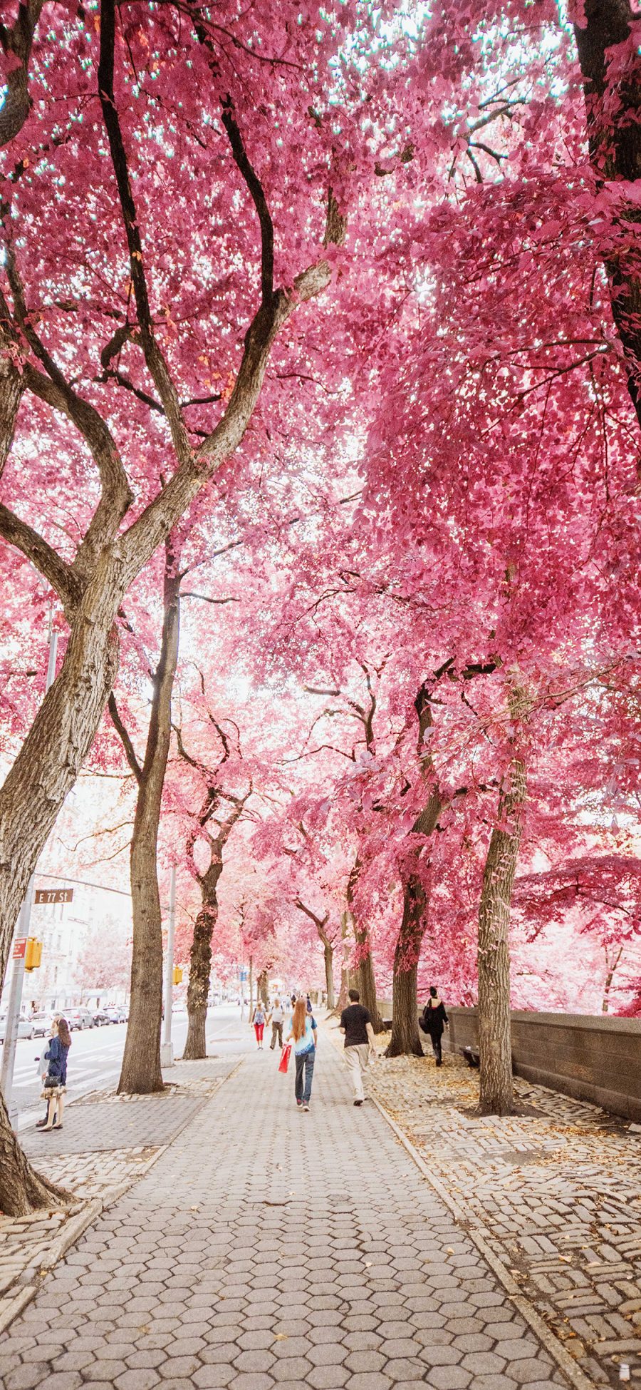 [2436×1125]树木 红叶 街道 粉红 苹果手机壁纸图片