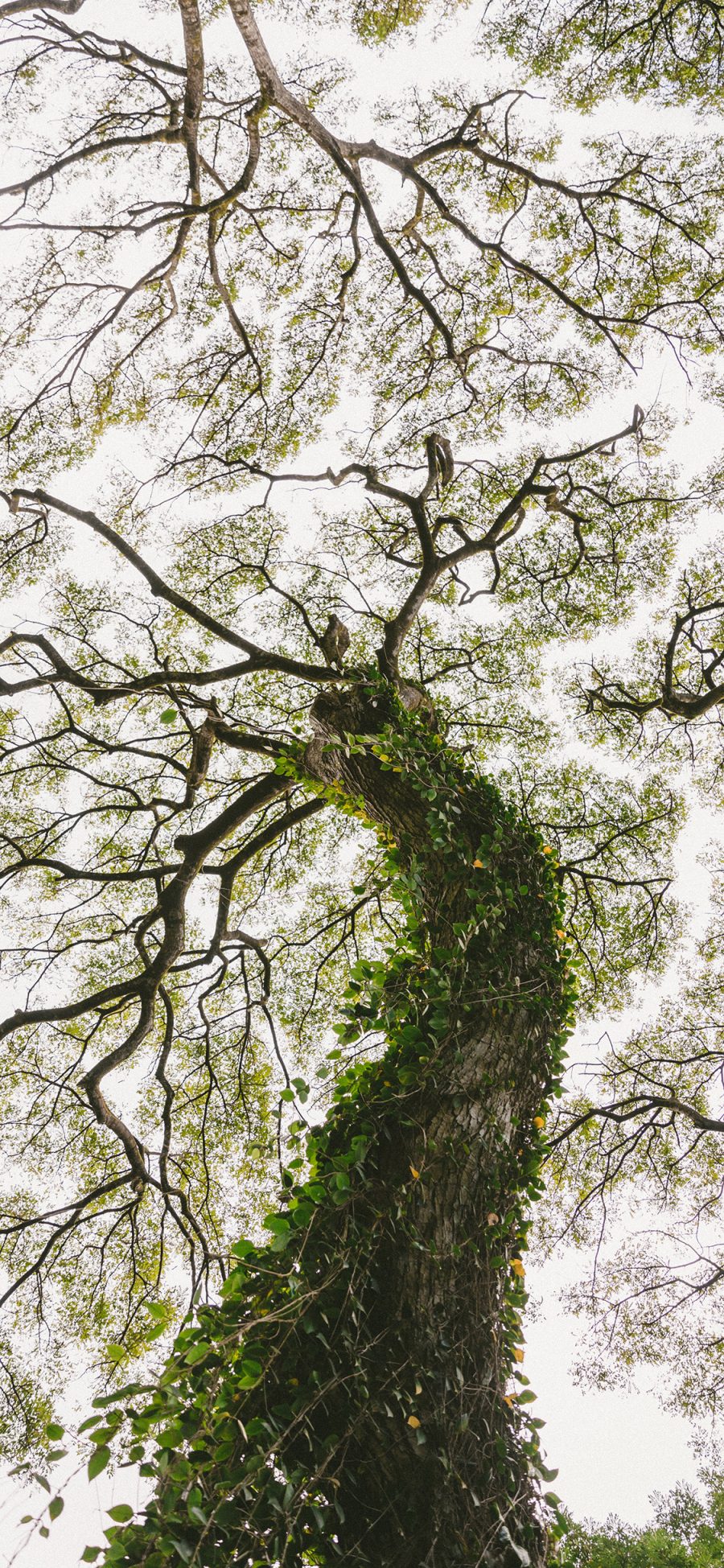 [2436×1125]树木 藤蔓 树枝 枝密 苹果手机壁纸图片