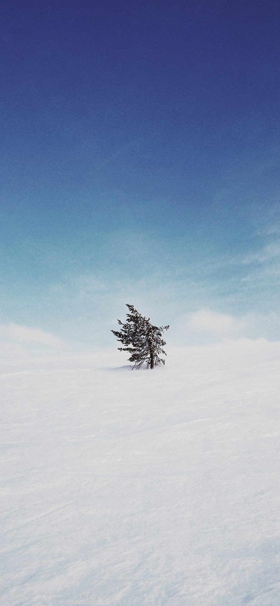 [2436×1125]树木 雪地 荒芜 天空 蔚蓝 苹果手机壁纸图片