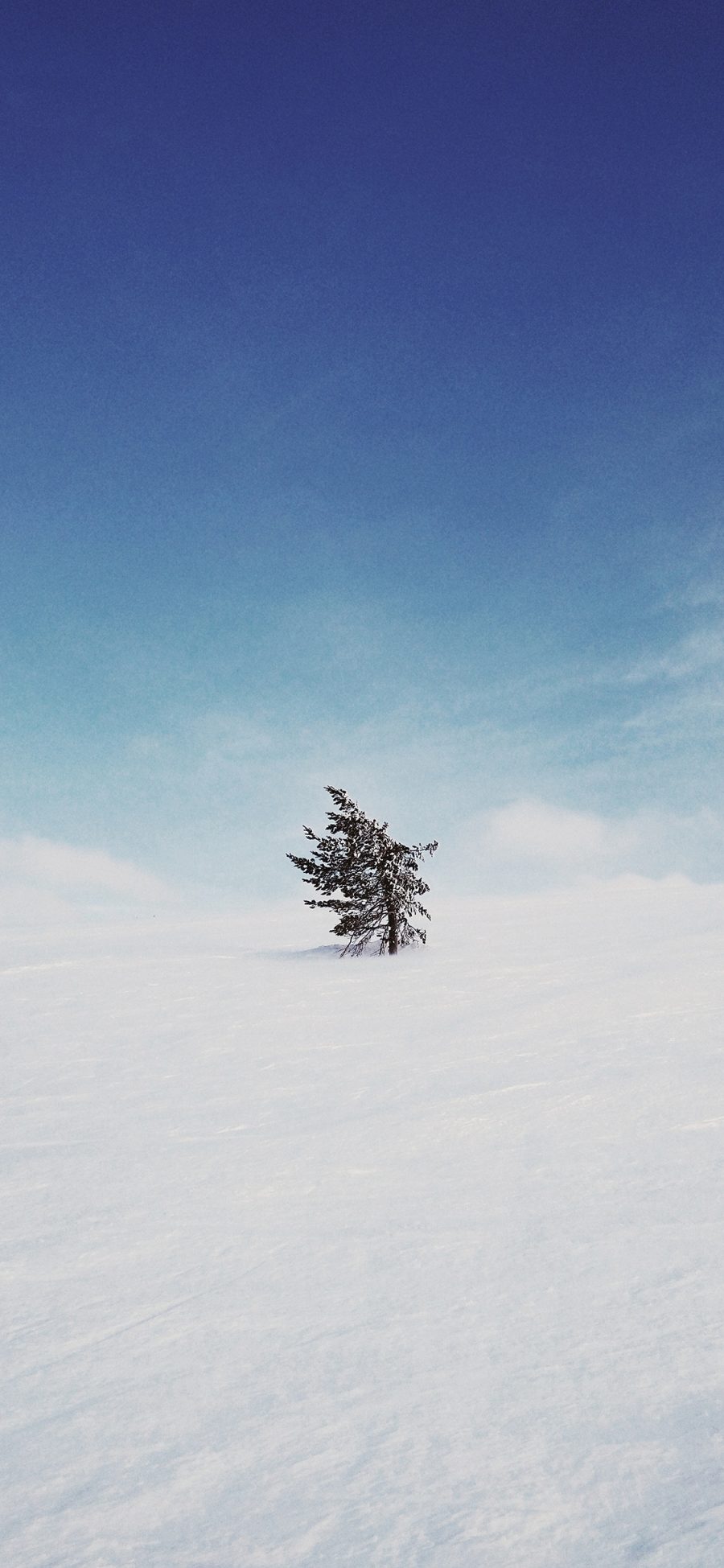[2436×1125]树木 雪季 雪地 天空 苹果手机壁纸图片