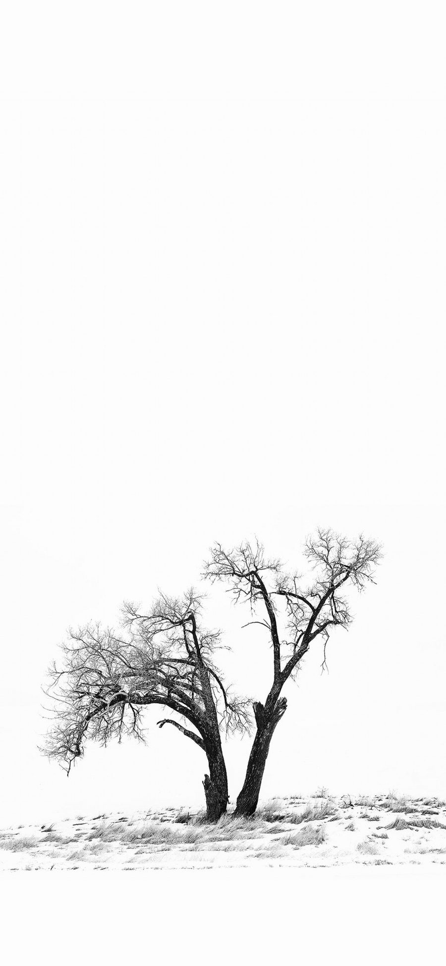 [2436×1125]树木 黑白 枯萎 干枯 苹果手机壁纸图片