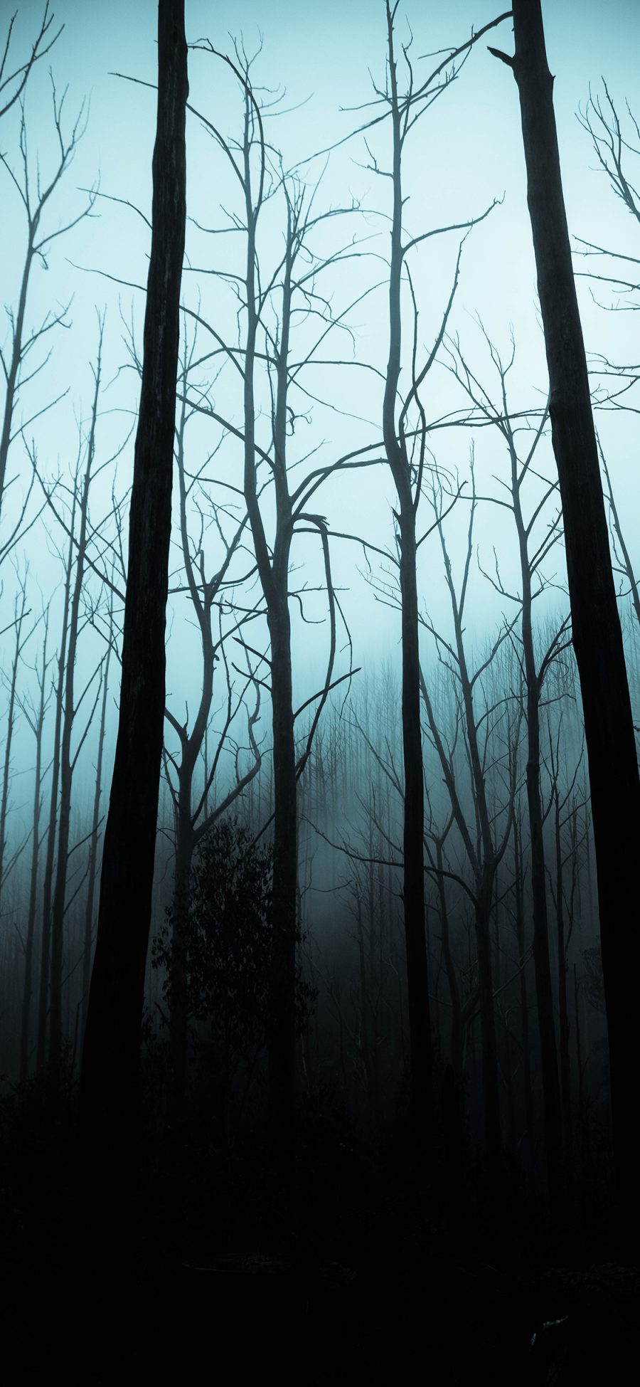 [2436×1125]树林 树木  树林 昏暗 神秘 苹果手机壁纸图片