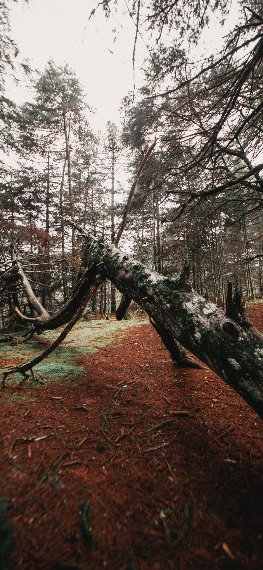 [2436×1125]树林 树木 倒下 生长 树干 苹果手机壁纸图片