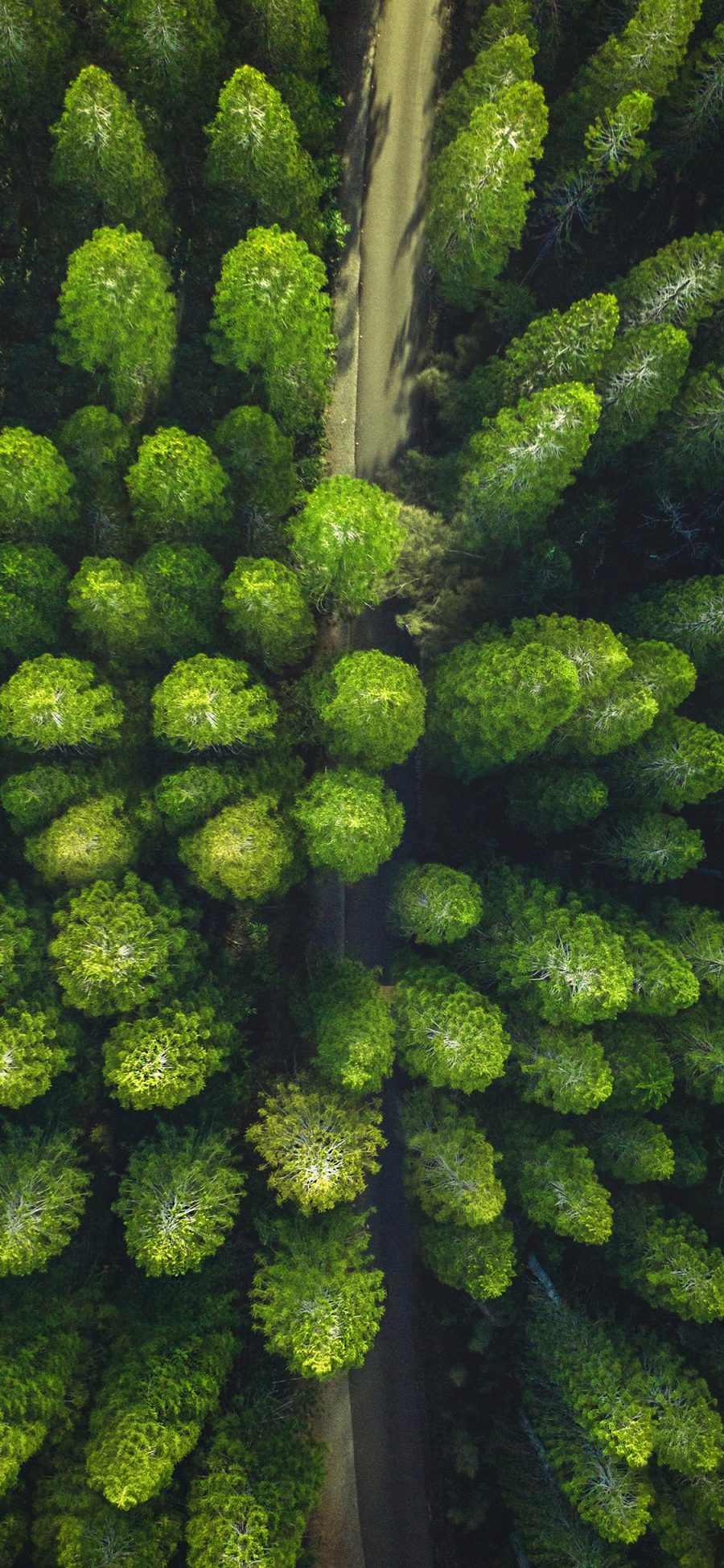 [2436×1125]树林 森林 树木 道路 绿色 苹果手机壁纸图片