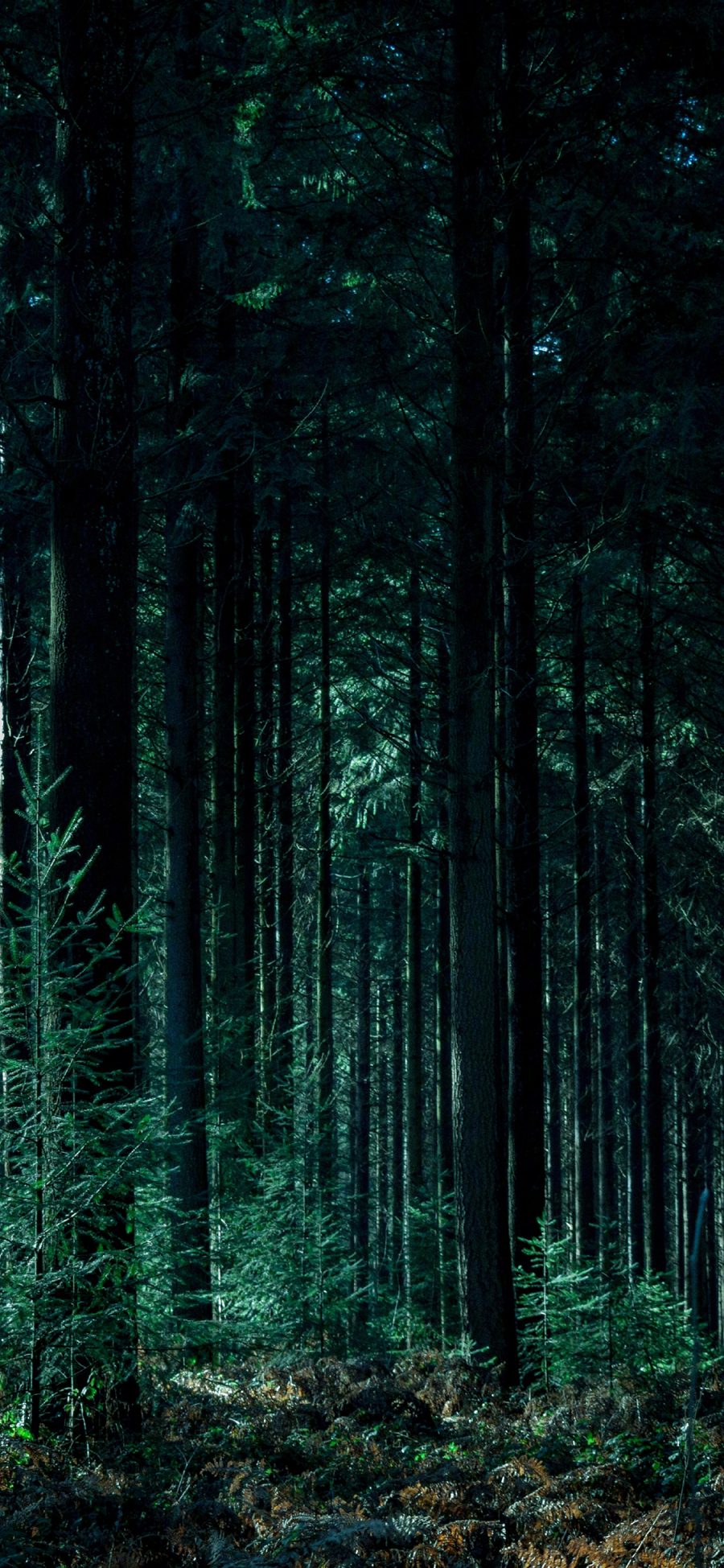 [2436×1125]树林 森林 绿色 大自然 苹果手机壁纸图片