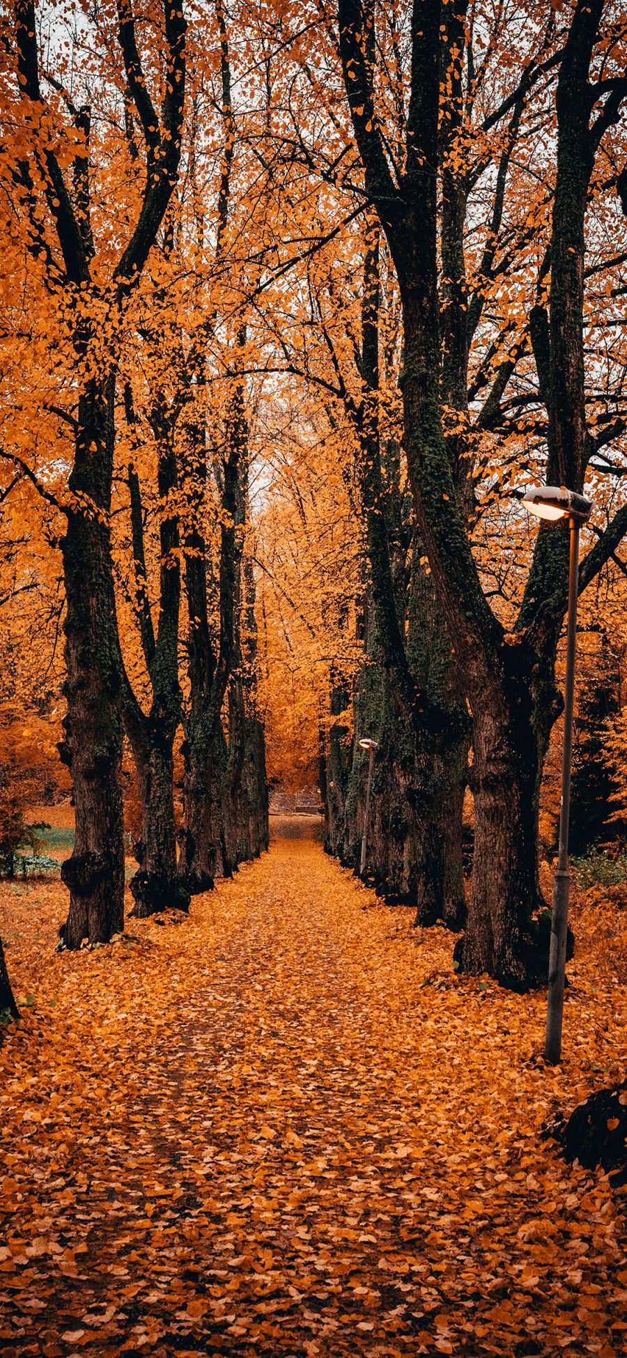 [2436×1125]树林 秋季 落叶 黄色 意境 苹果手机壁纸图片