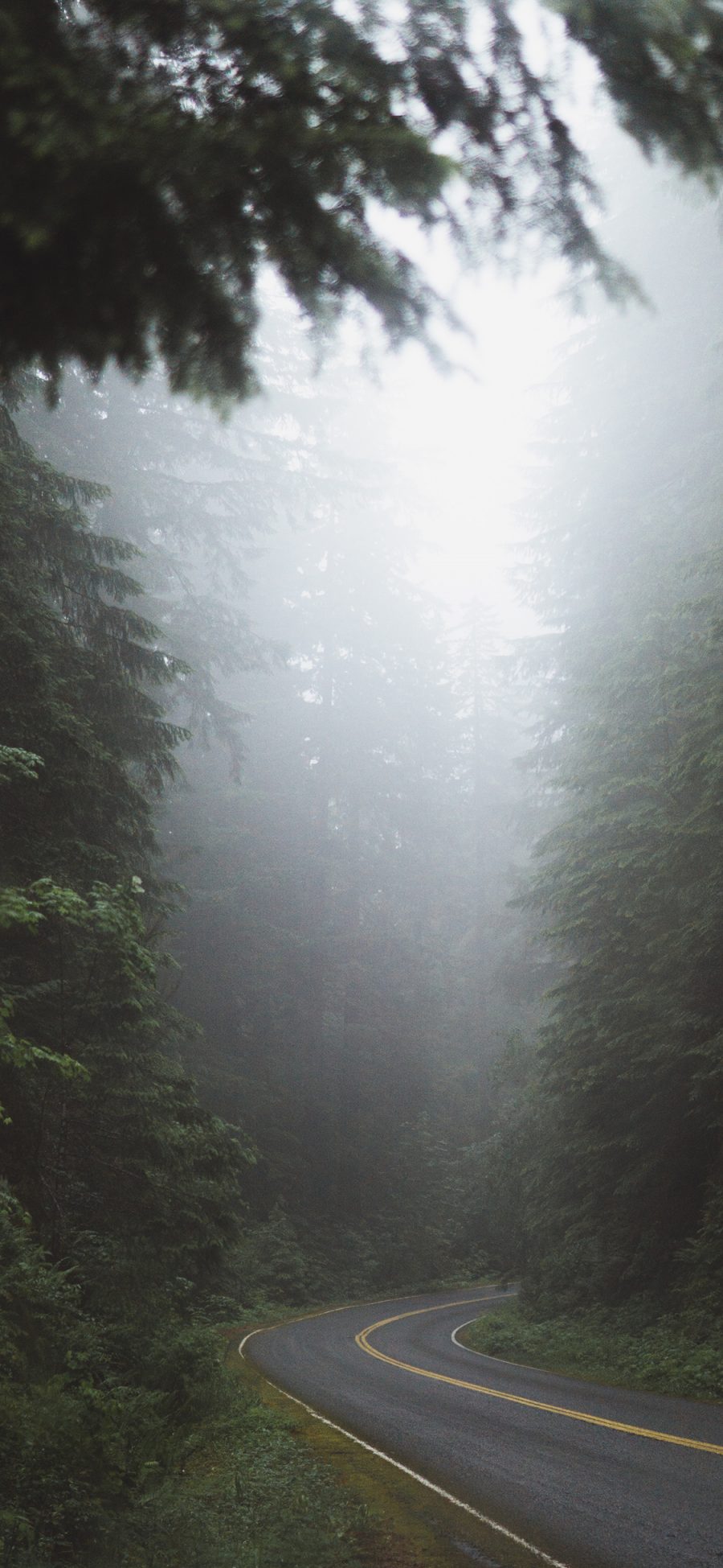 [2436×1125]树林 迷雾 道路 早晨 苹果手机壁纸图片