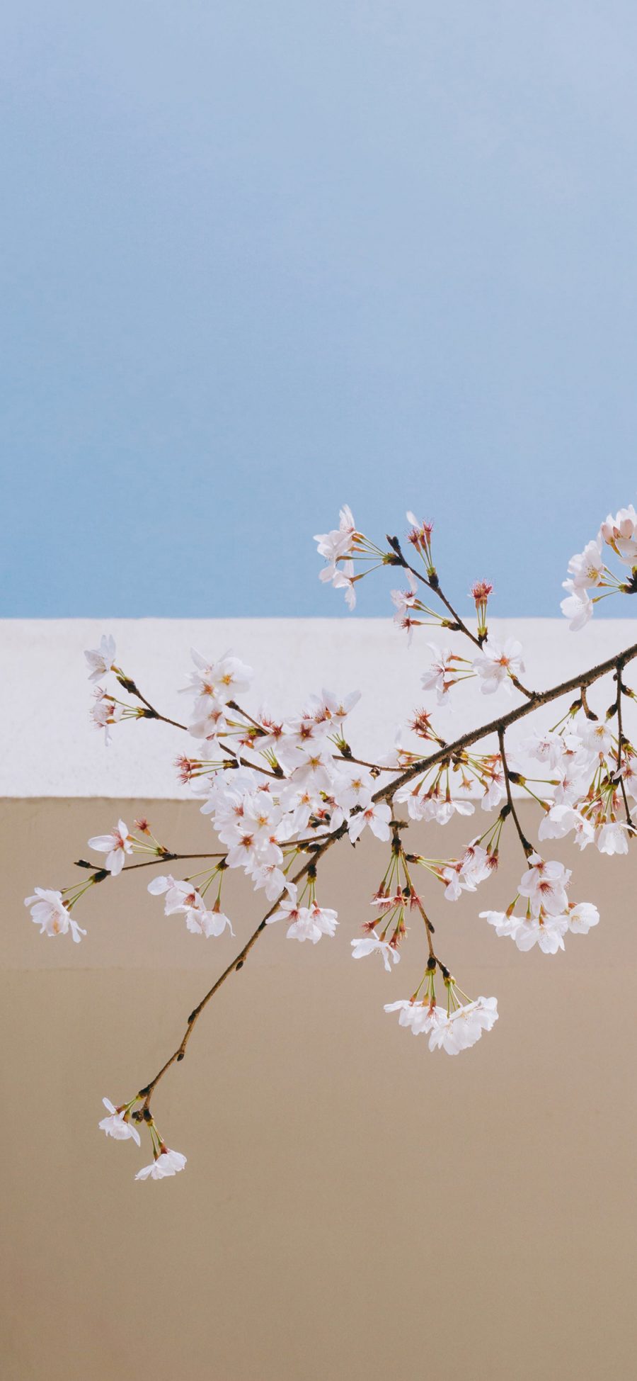 [2436×1125]树枝 樱花 花枝盛开 苹果手机壁纸图片