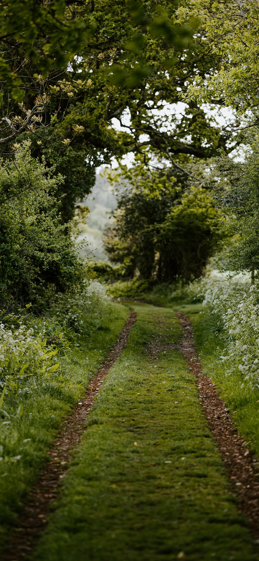 [2436×1125]树荫 林荫路 树木 草地 苹果手机壁纸图片