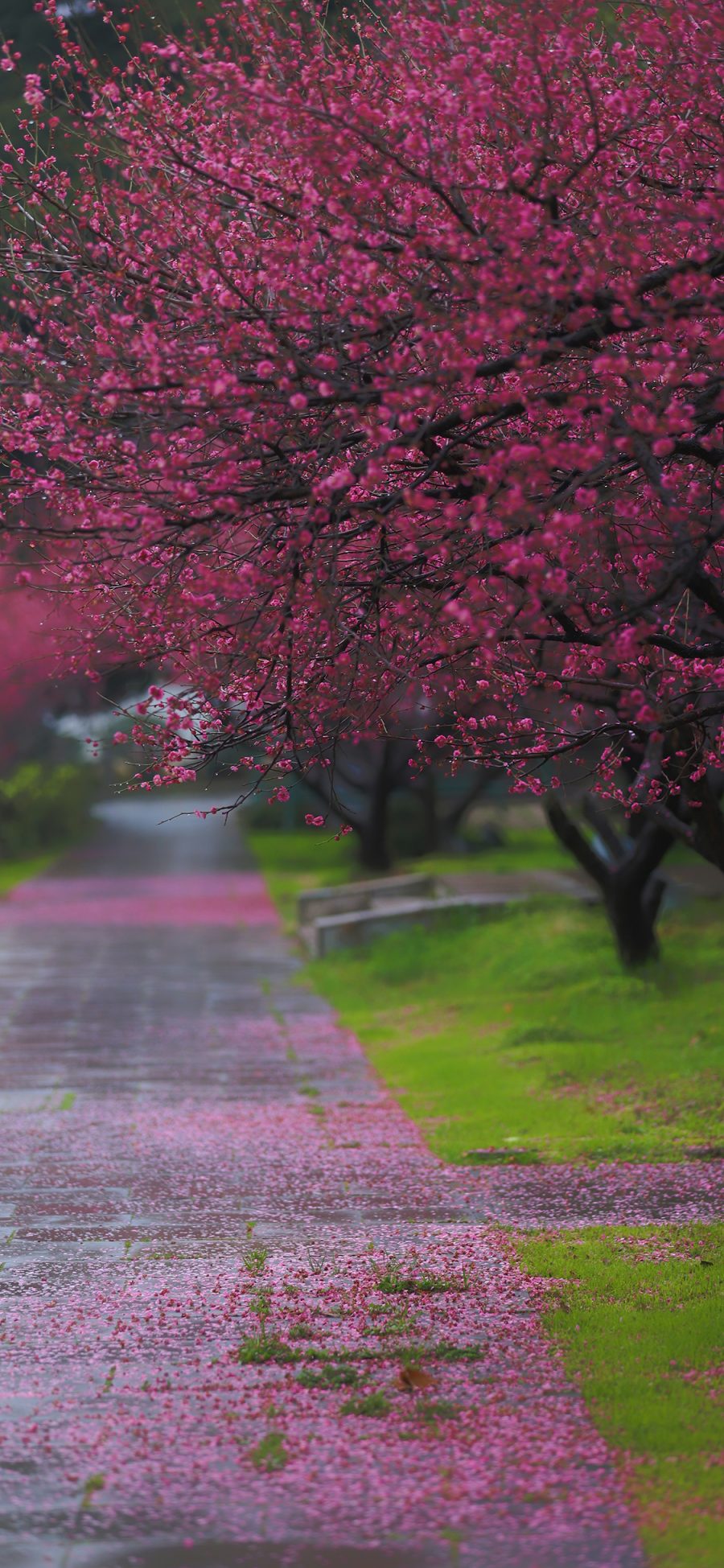 [2436×1125]梅花 道路 枚红色 落叶 草坪 唯美 春天 苹果手机壁纸图片