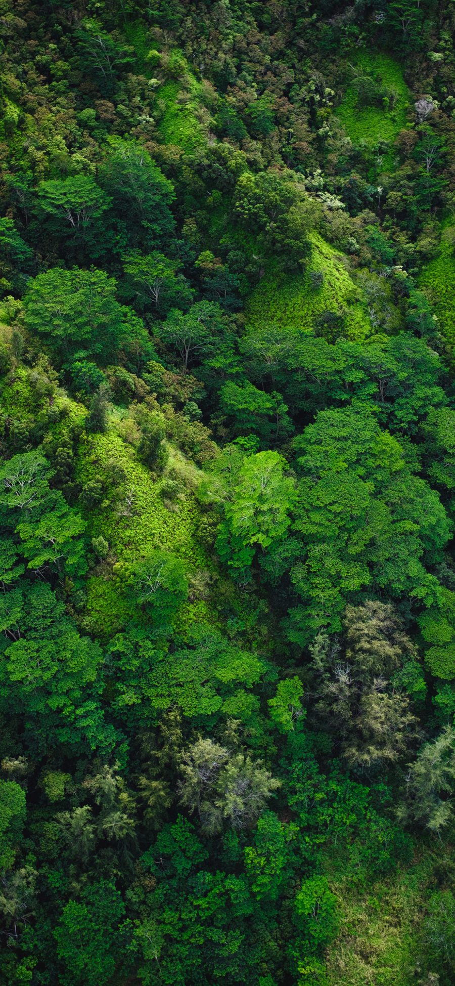 [2436×1125]森林 俯瞰 郁郁葱葱 山势 苹果手机壁纸图片