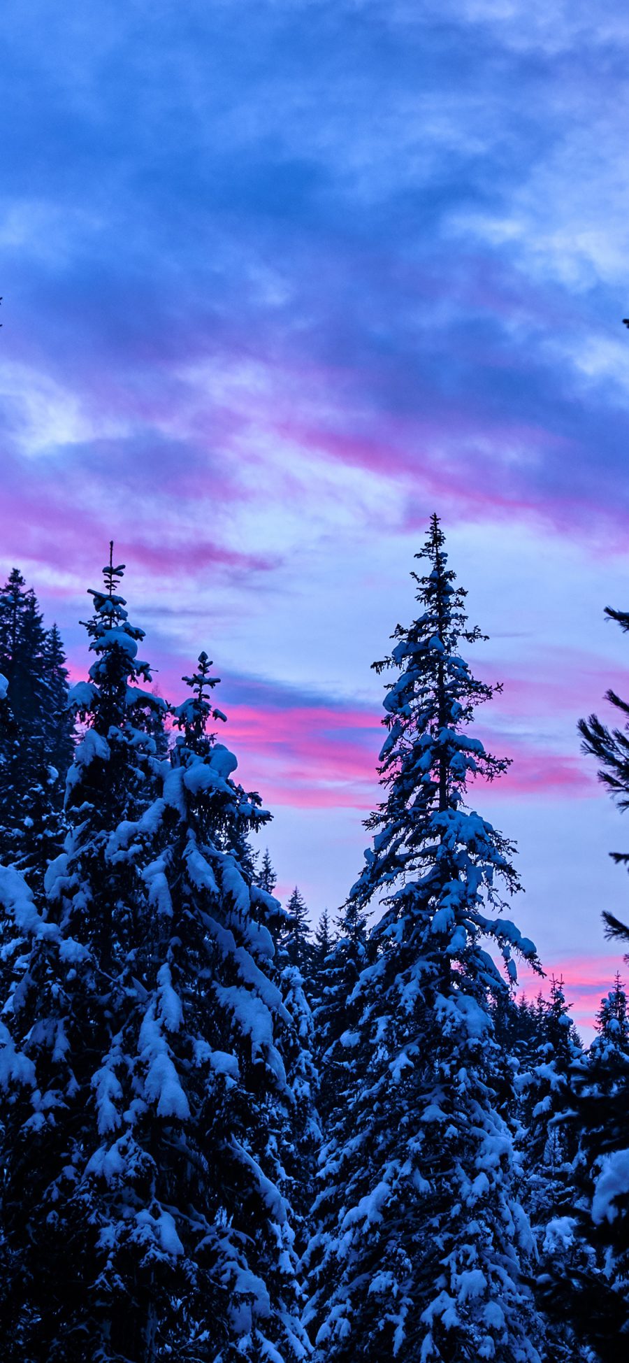 [2436×1125]森林 塔松 白雪覆盖 傍晚 苹果手机壁纸图片