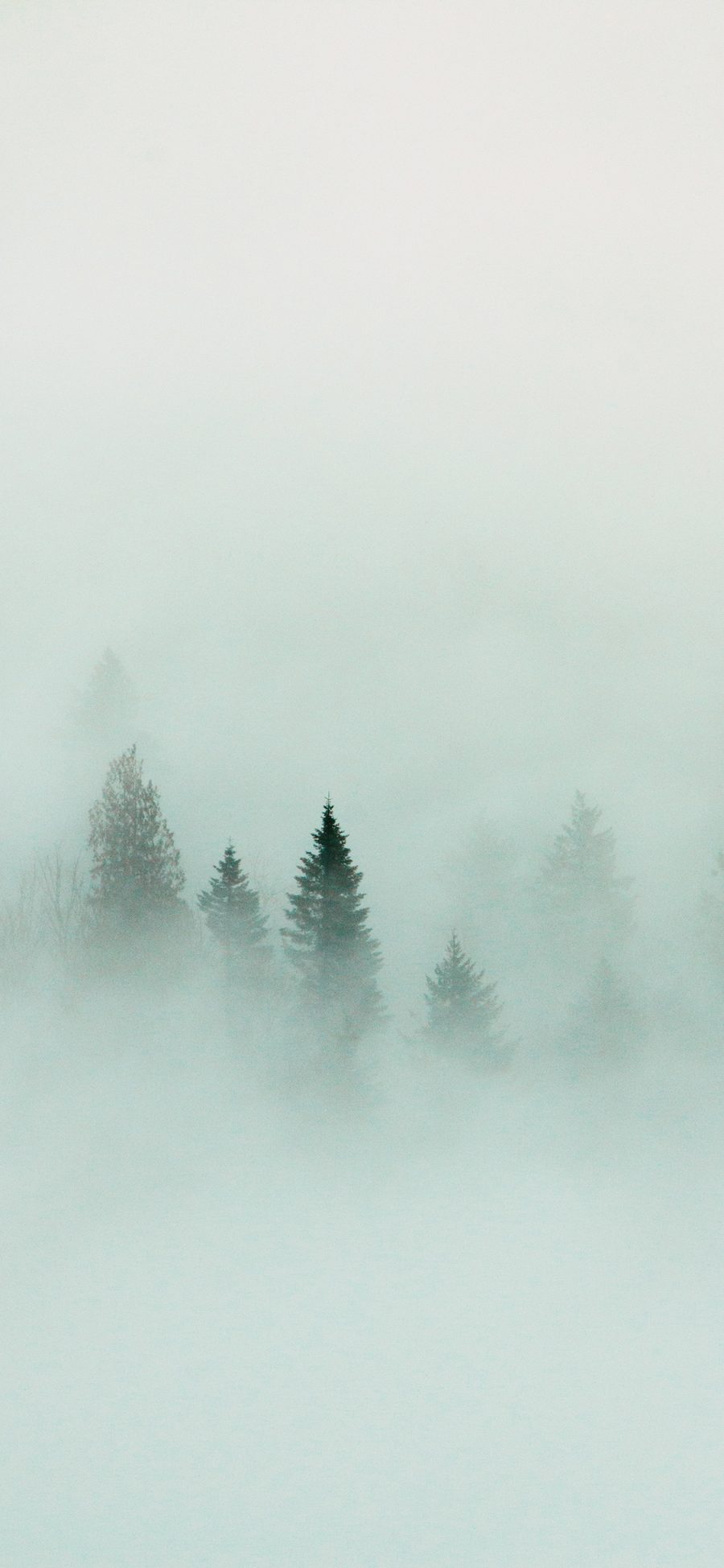 [2436×1125]森林 树木 烟雾缭绕 朦胧 苹果手机壁纸图片