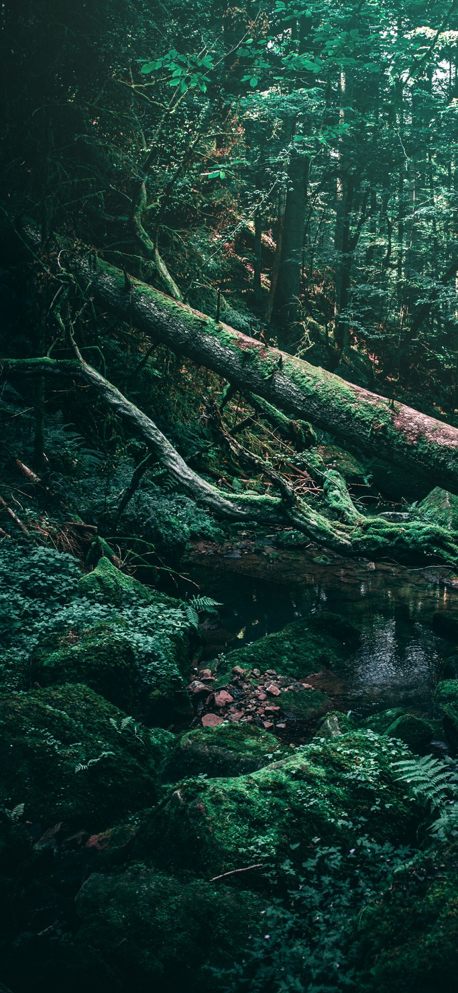 [2436×1125]森林 树林 树木 苔藓 水潭 苹果手机壁纸图片