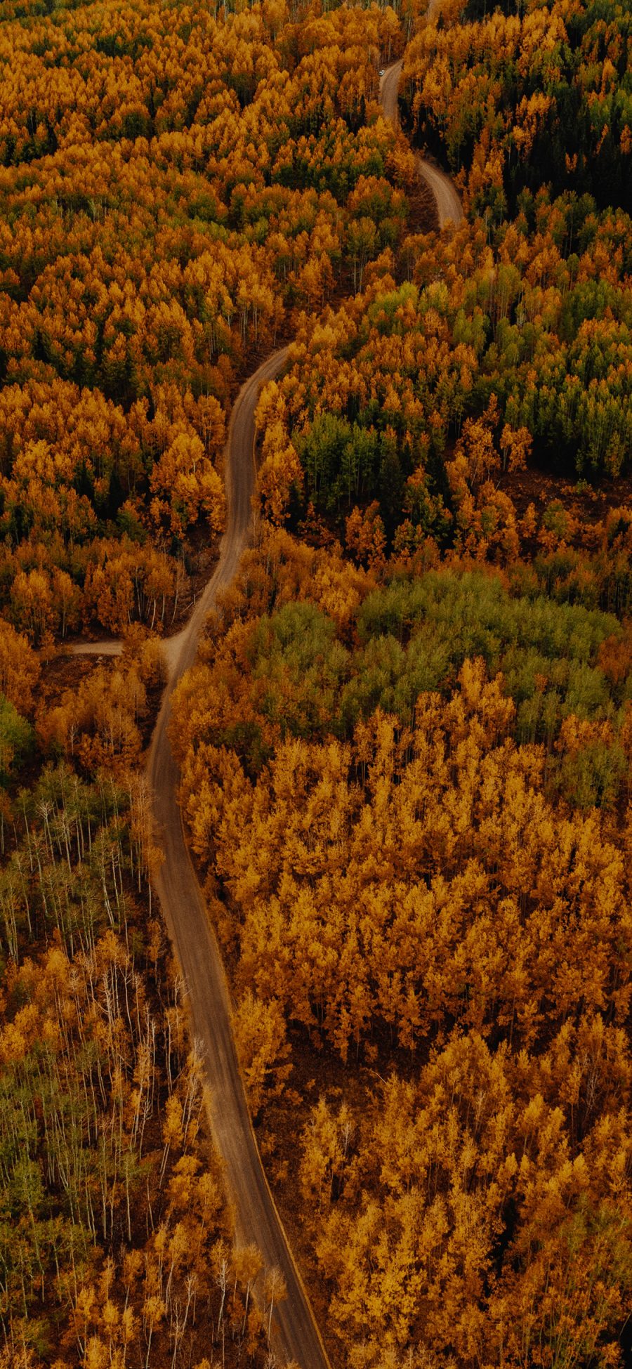 [2436×1125]森林 树林 秋天 黄色 道路 蜿蜒 苹果手机壁纸图片