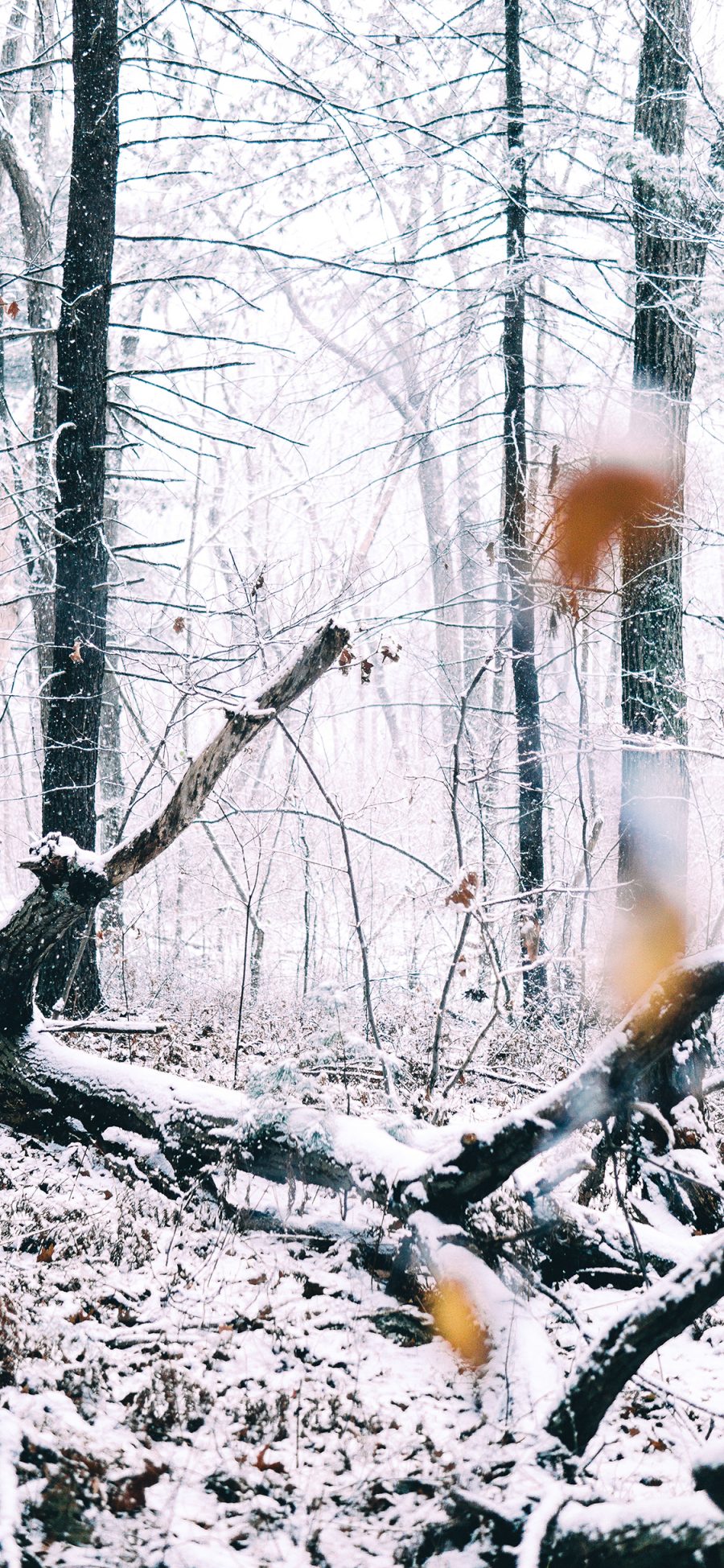[2436×1125]森林雪景 白雪覆盖 凋零 苹果手机壁纸图片