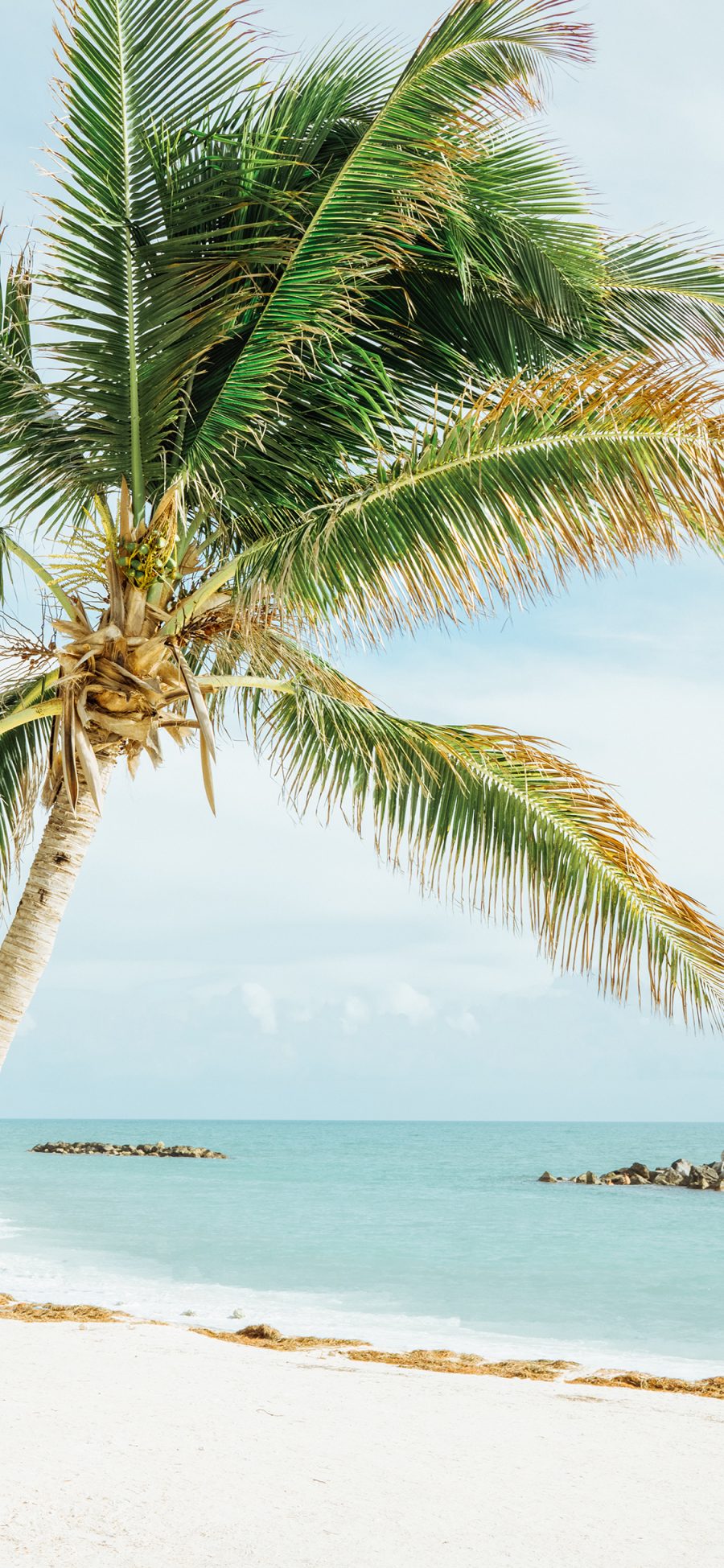 [2436×1125]椰树 大海 海岸 沙滩 苹果手机壁纸图片