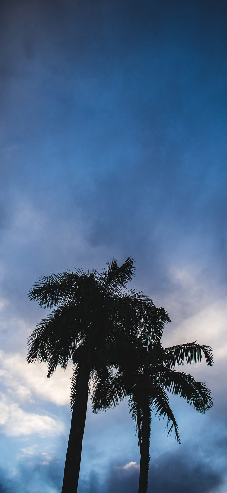 [2436×1125]椰树 天空 树木 乌云 苹果手机壁纸图片