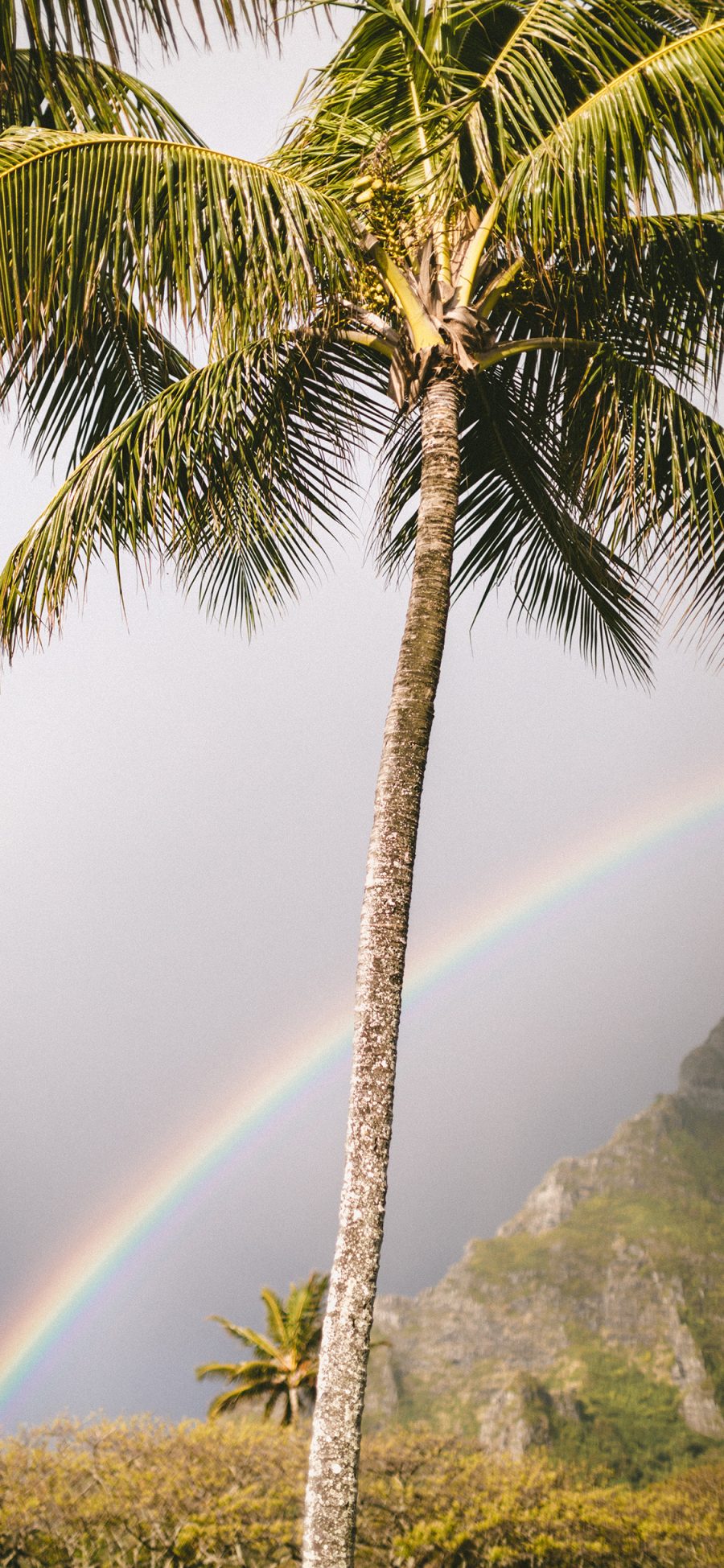 [2436×1125]椰树 彩虹 自然 美景 苹果手机壁纸图片