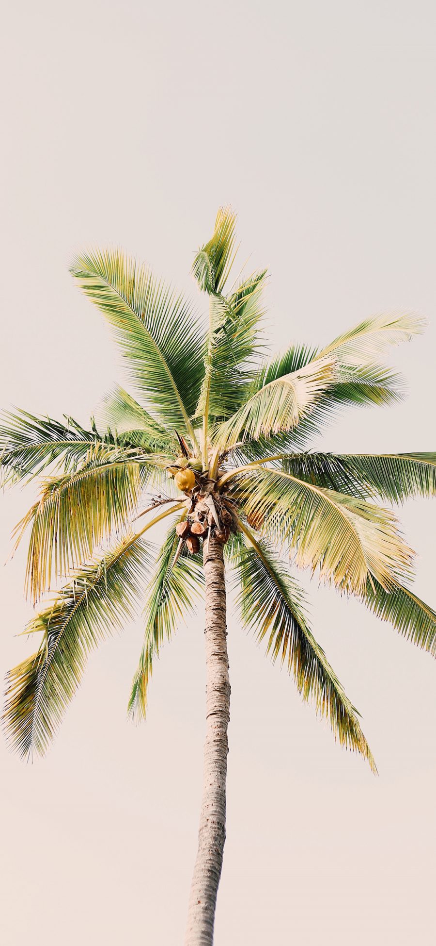 [2436×1125]椰树 树叶 热带 笔直 苹果手机壁纸图片