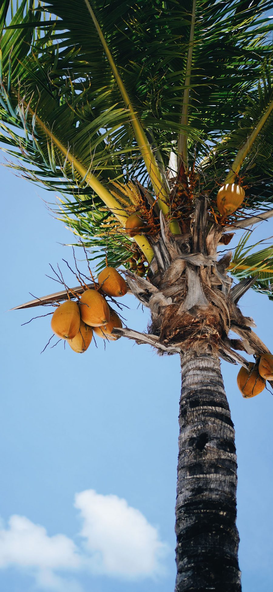 [2436×1125]椰树 树木 叶子 果实 天空 苹果手机壁纸图片