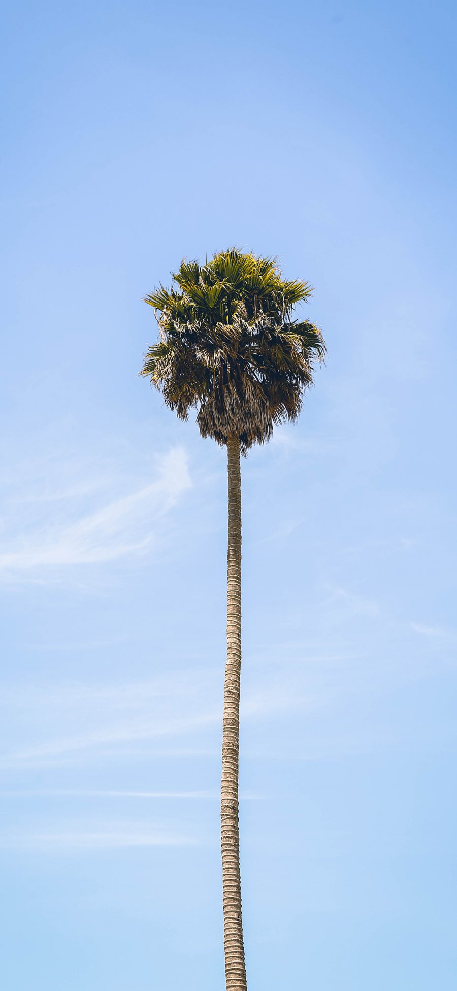 [2436×1125]椰树 树木 天空 蔚蓝 苹果手机壁纸图片