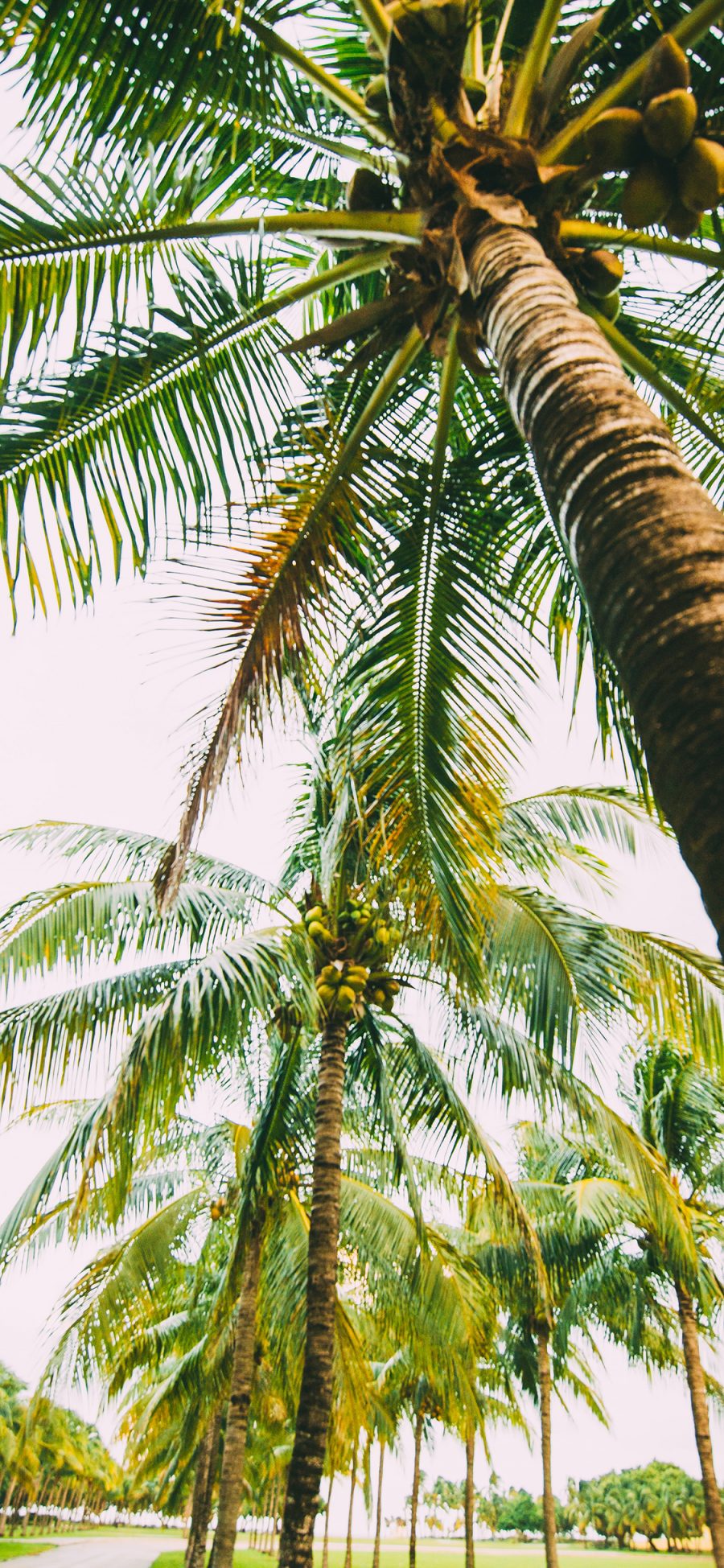 [2436×1125]椰树 树木 热带  树冠 苹果手机壁纸图片