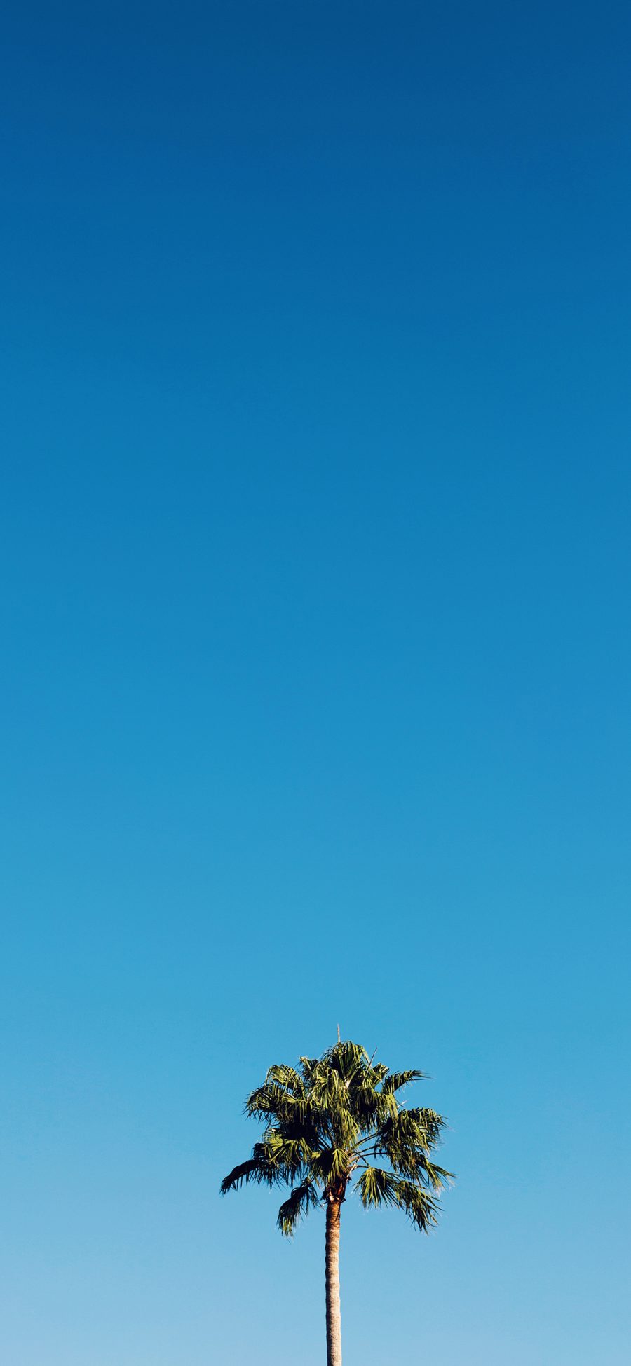 [2436×1125]椰树 树木 热带 天空 蔚蓝 苹果手机壁纸图片