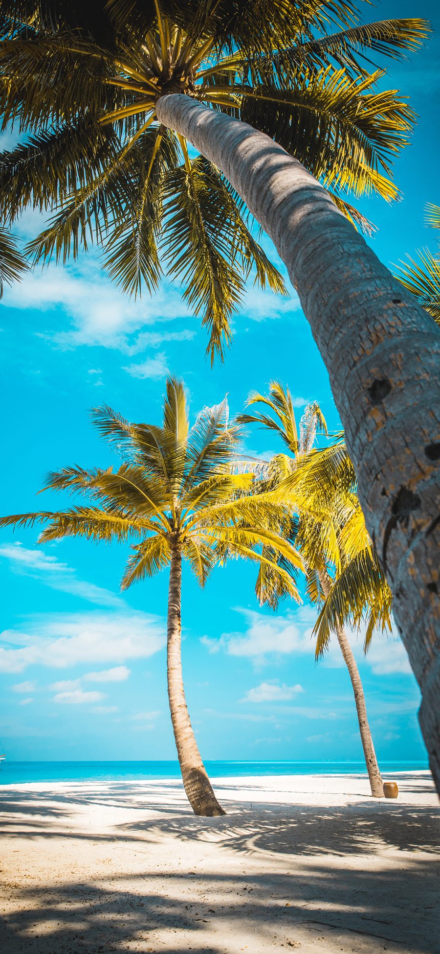[2436×1125]椰树 椰树 海岸 蓝天白云 苹果手机壁纸图片