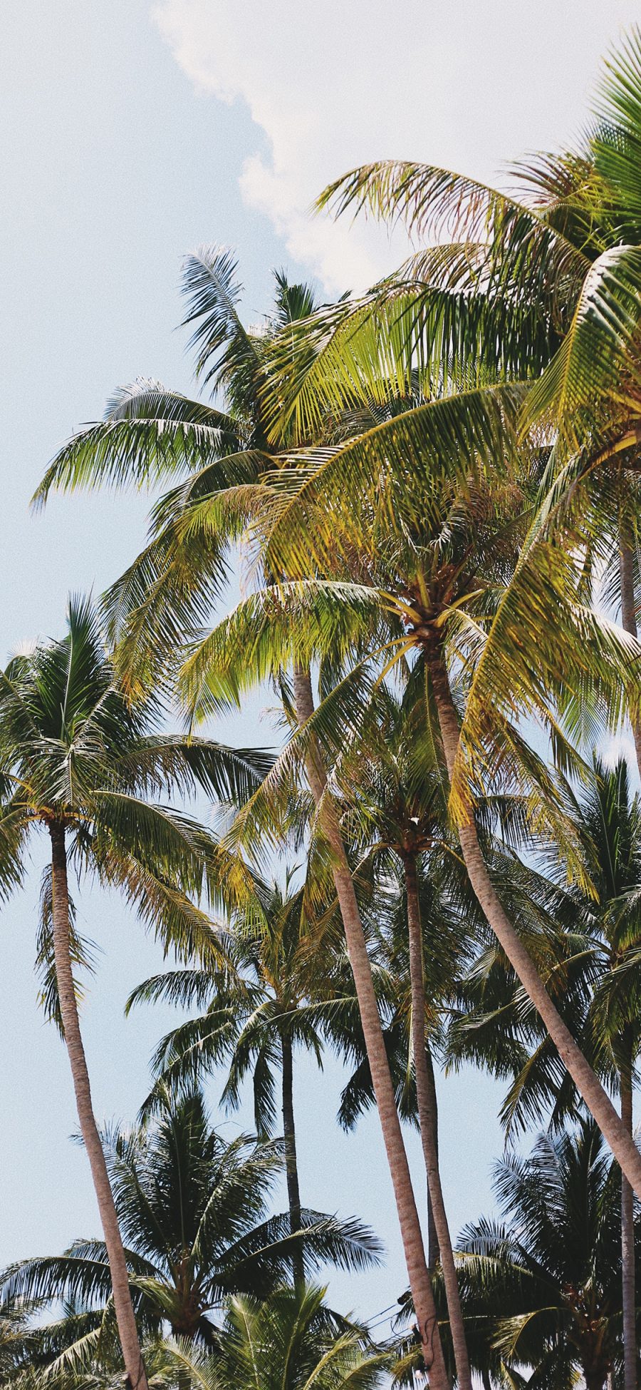 [2436×1125]椰树 海岸 热带  树林 苹果手机壁纸图片