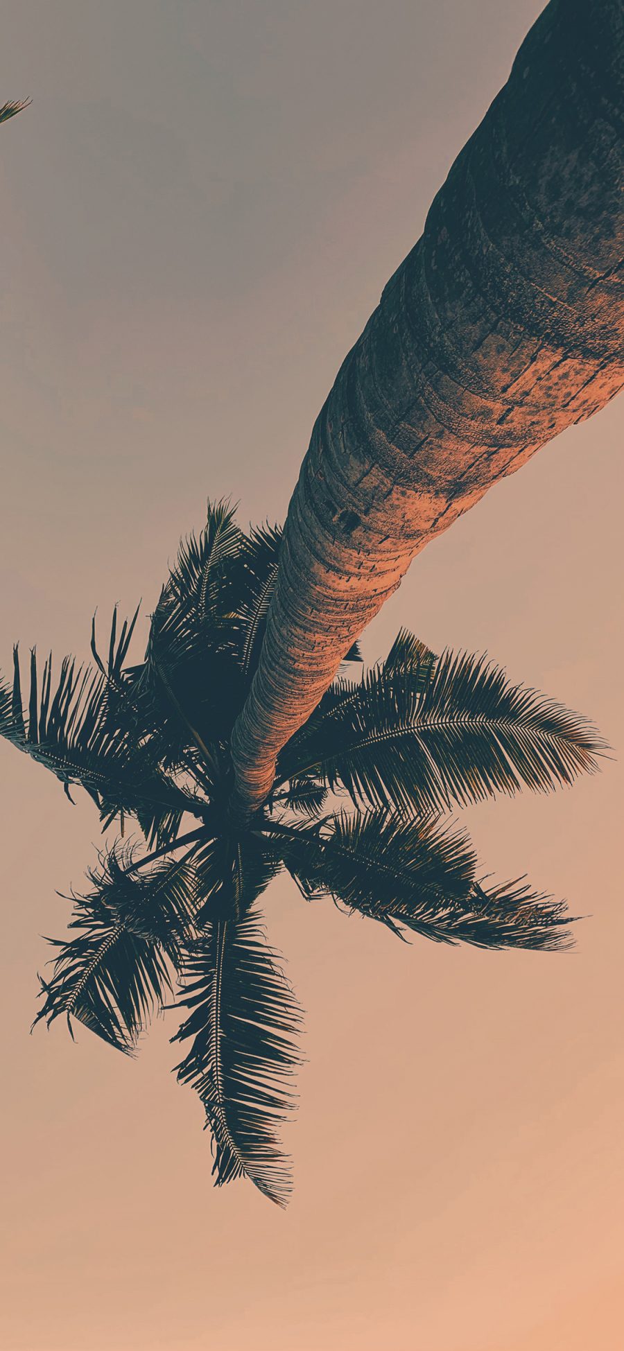 [2436×1125]椰树 热带 天空 树木 苹果手机壁纸图片