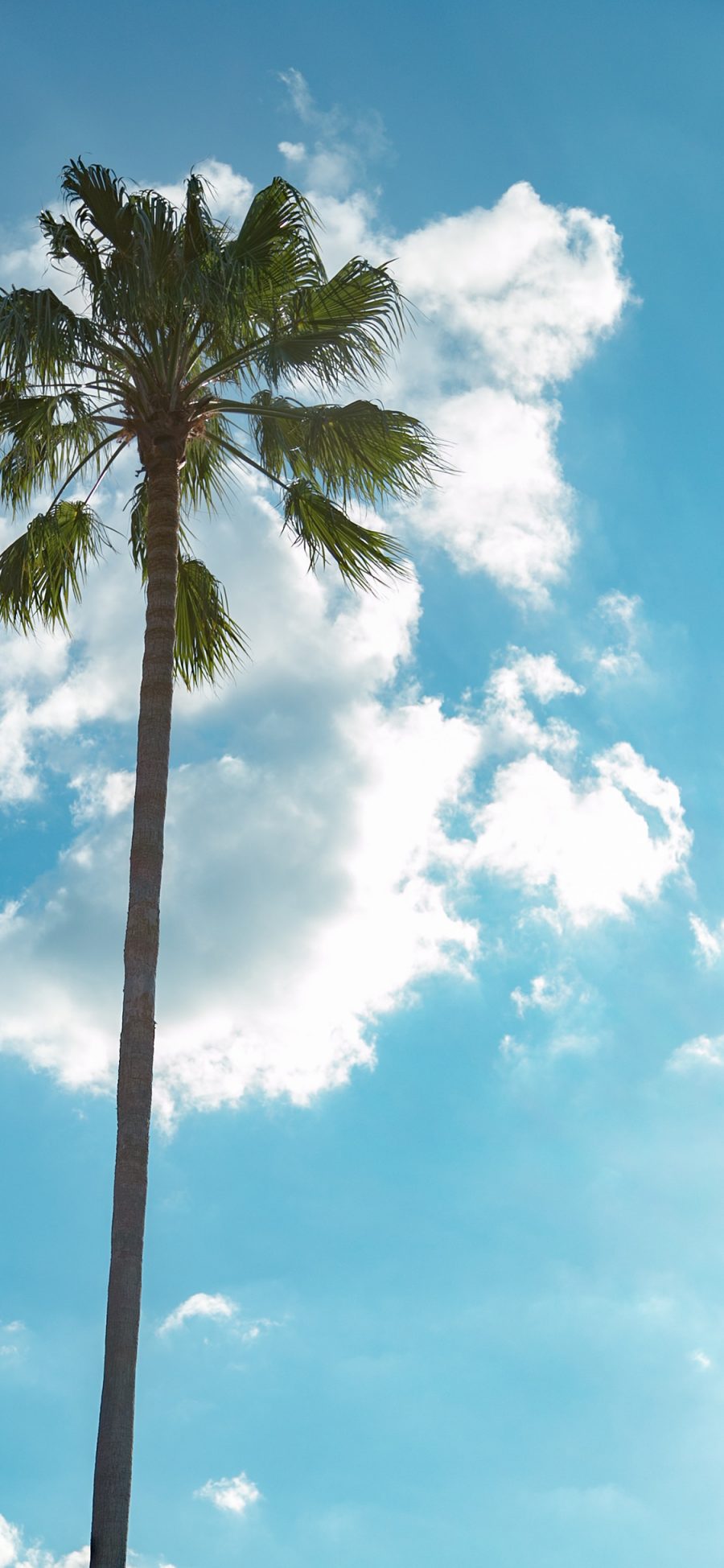 [2436×1125]椰树 笔直 高耸 蓝天白云 苹果手机壁纸图片