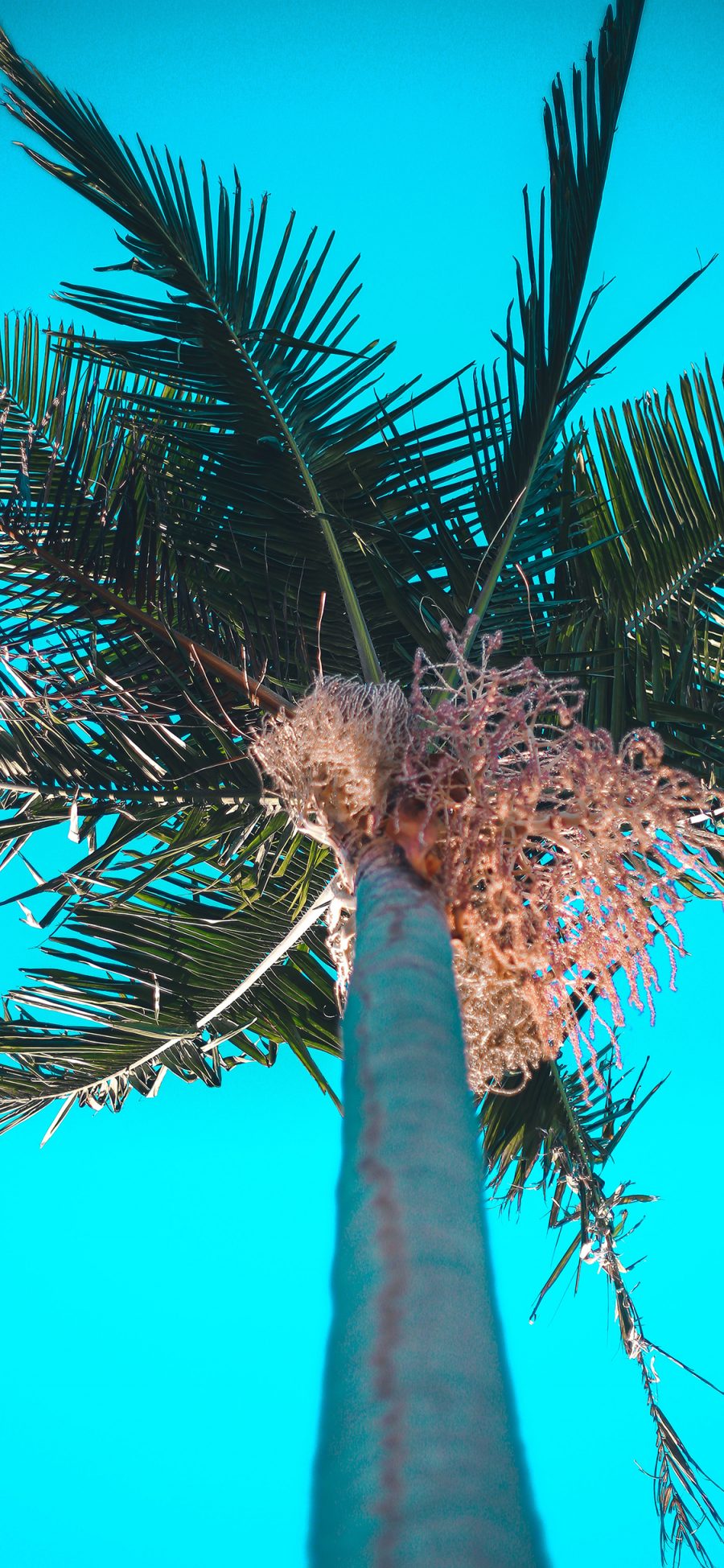 [2436×1125]椰树 耸立 树叶 天空 苹果手机壁纸图片