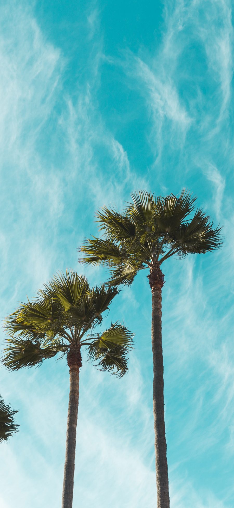[2436×1125]椰树 高处 天空 白云 苹果手机壁纸图片