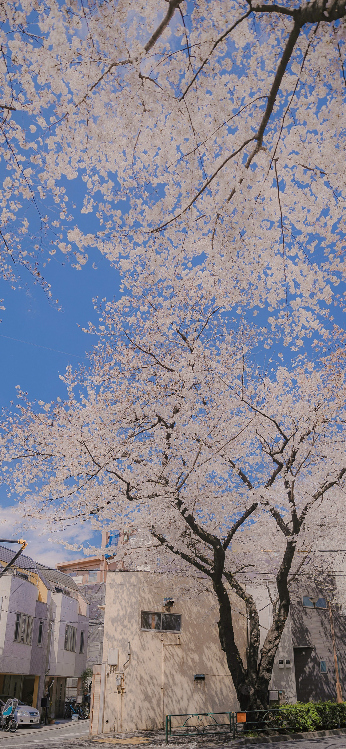 [2436×1125]樱花 城市 房屋 鲜花 苹果手机壁纸图片