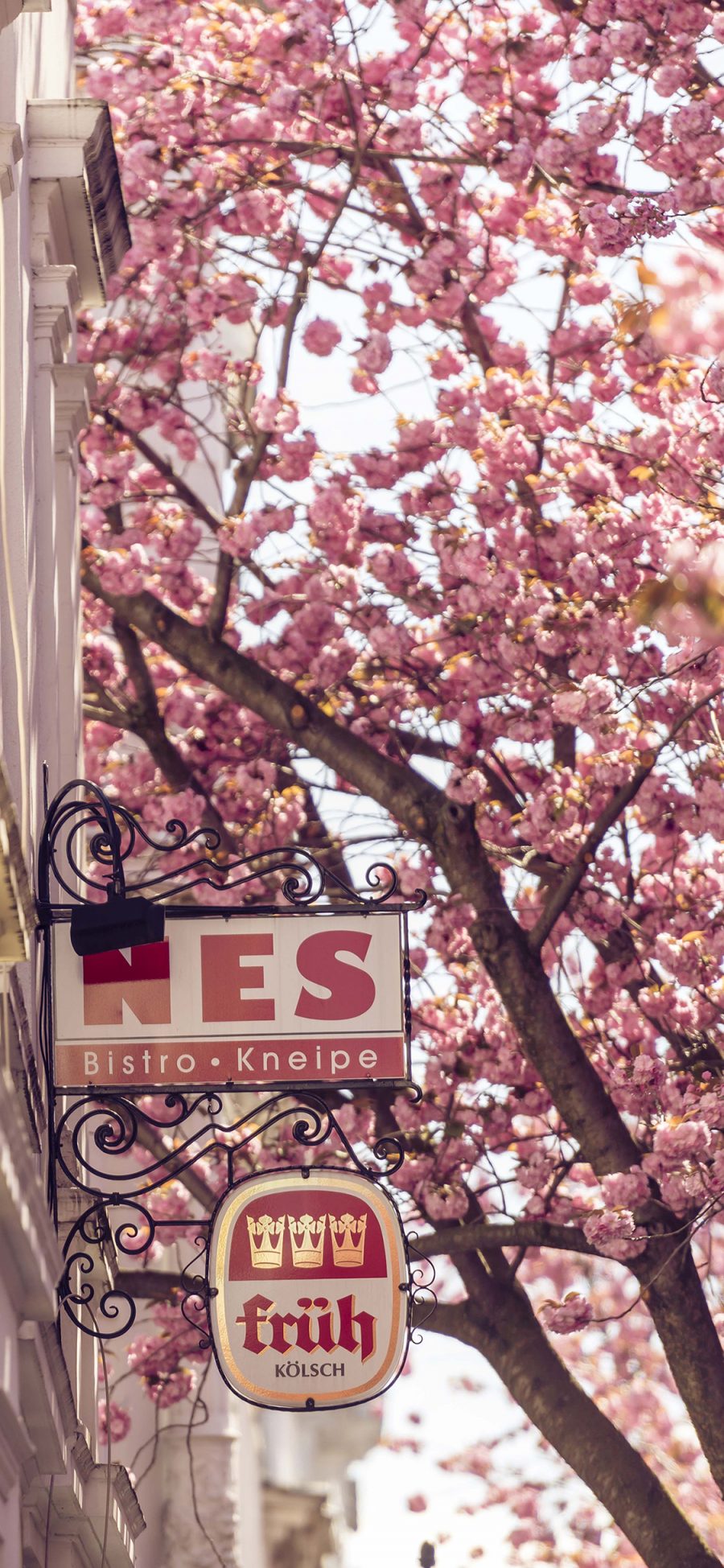 [2436×1125]樱花 城市 街道 粉色 招牌 美 苹果手机壁纸图片