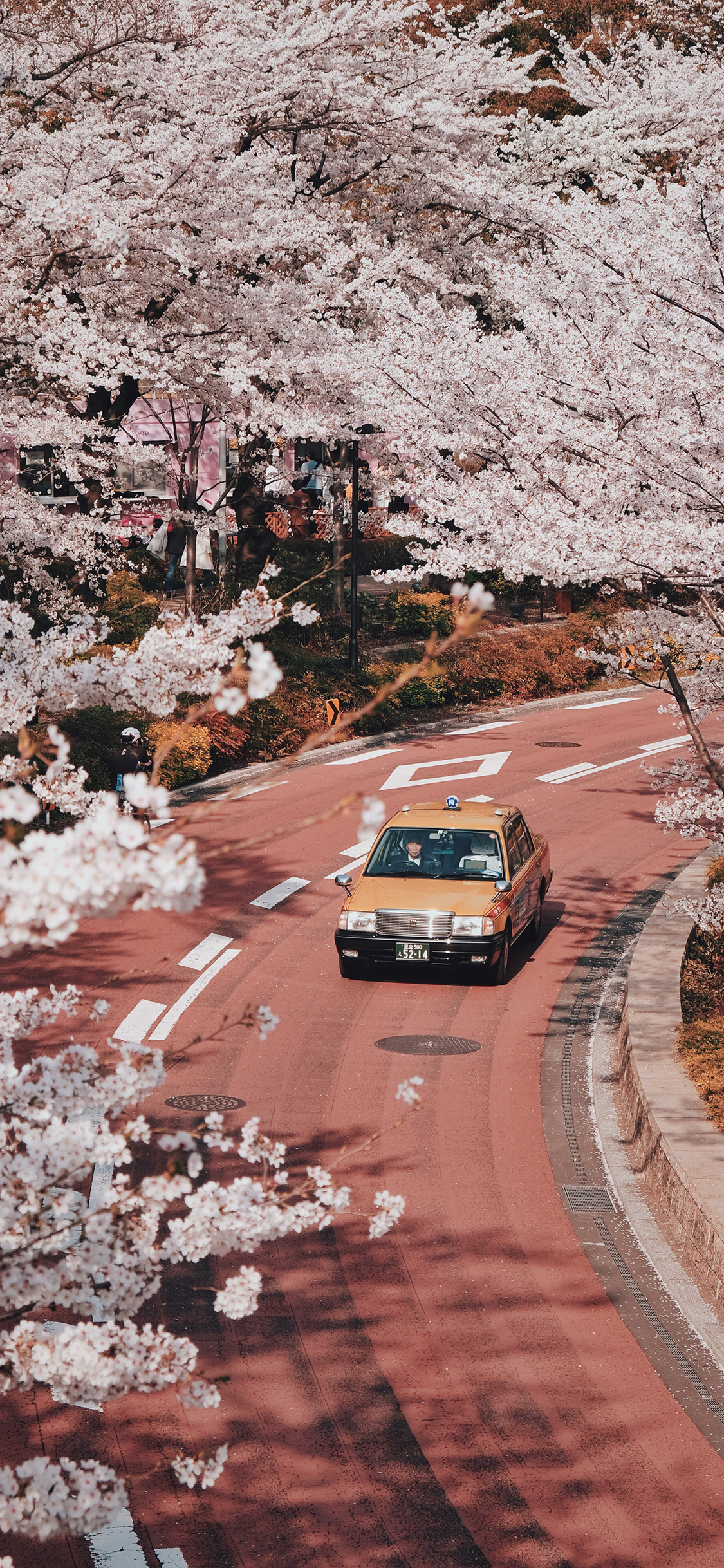 [2436×1125]樱花 粉色 浪漫 道路 车辆 苹果手机壁纸图片
