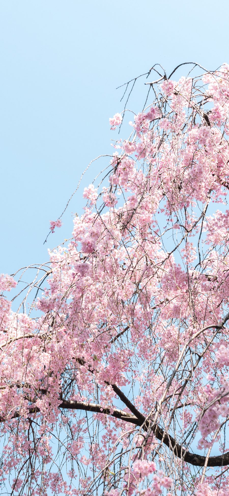 [2436×1125]樱花 花季 樱花树 天空 苹果手机壁纸图片