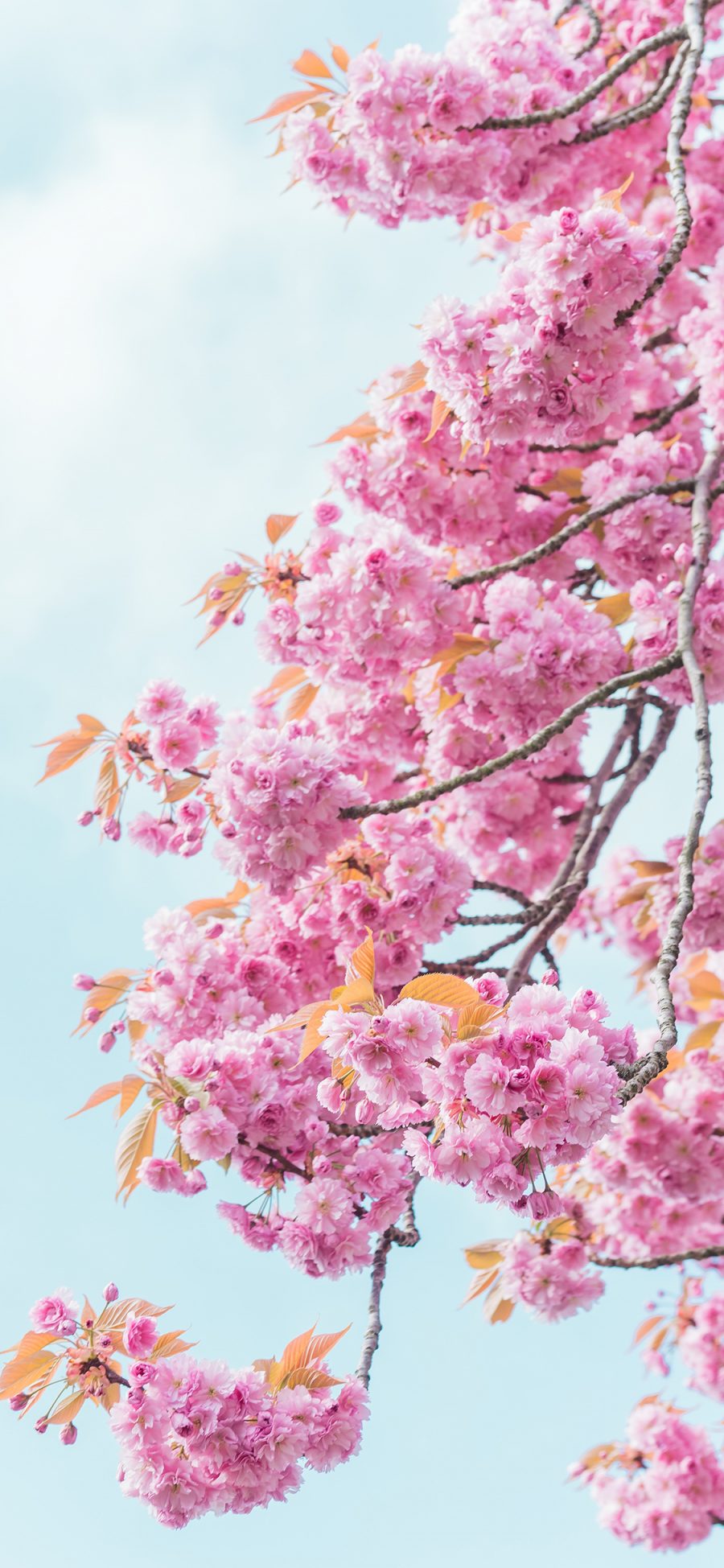 [2436×1125]樱花 鲜花 盛开 粉 苹果手机壁纸图片