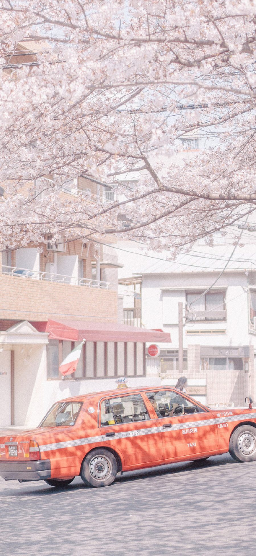 [2436×1125]樱花 鲜花 盛开 粉色 春天 的士车 街道 苹果手机壁纸图片