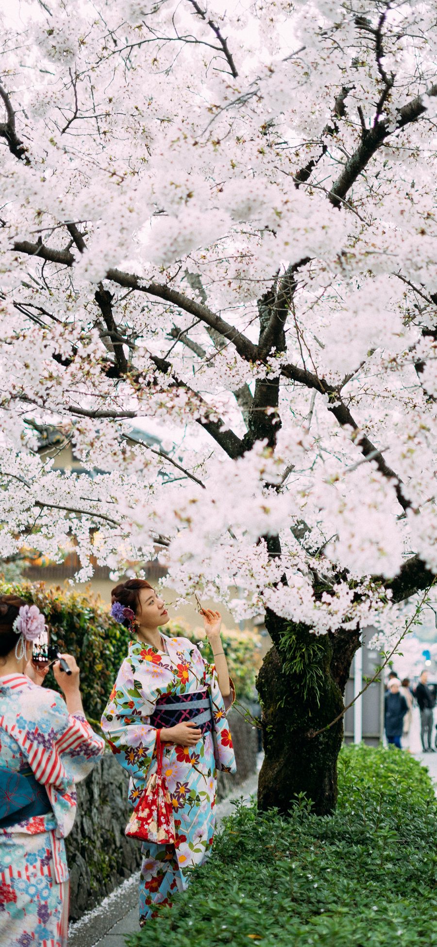 [2436×1125]樱花树 樱花 盛开 日本 街道 和服 赏花 苹果手机壁纸图片